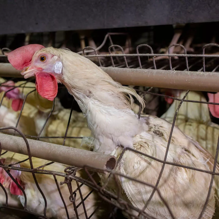Gallina con cuello atorado entre barrotes en la jaula en la que vive, dentro de una granja industrial en Brasil
