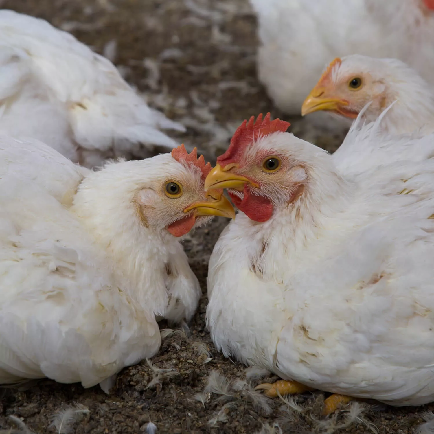 Pollos dentro de una granja industrial en México