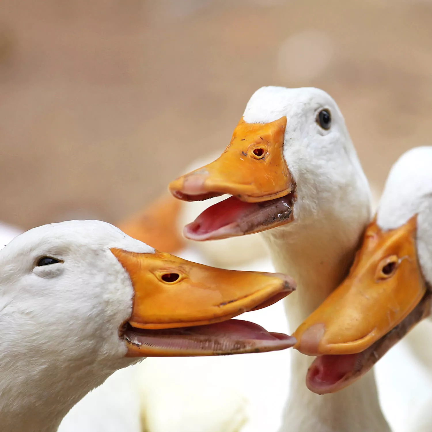 Grupo de patos blancos