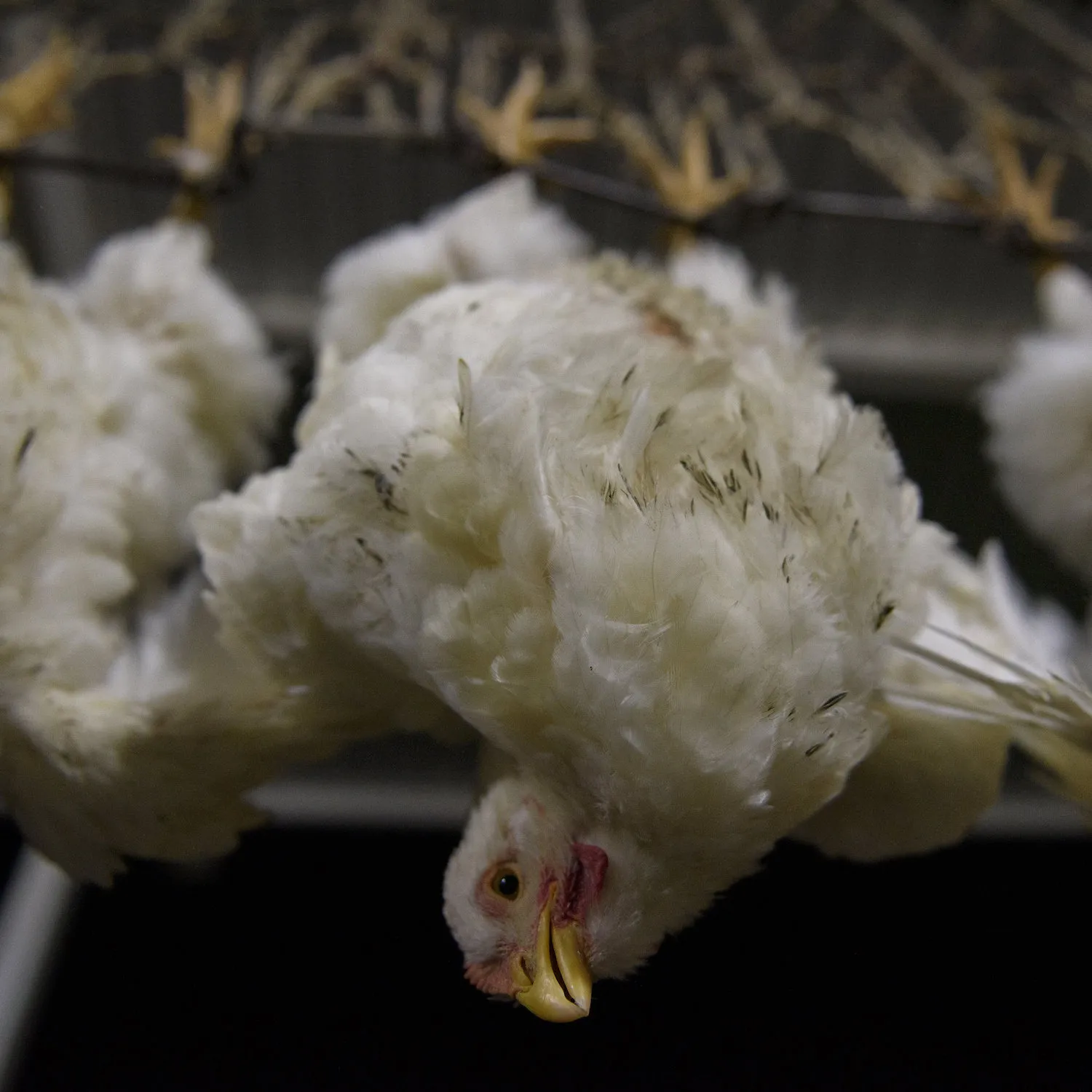 ¿Cuántos animales se matan al año en México? Estas son las cifras de 2025