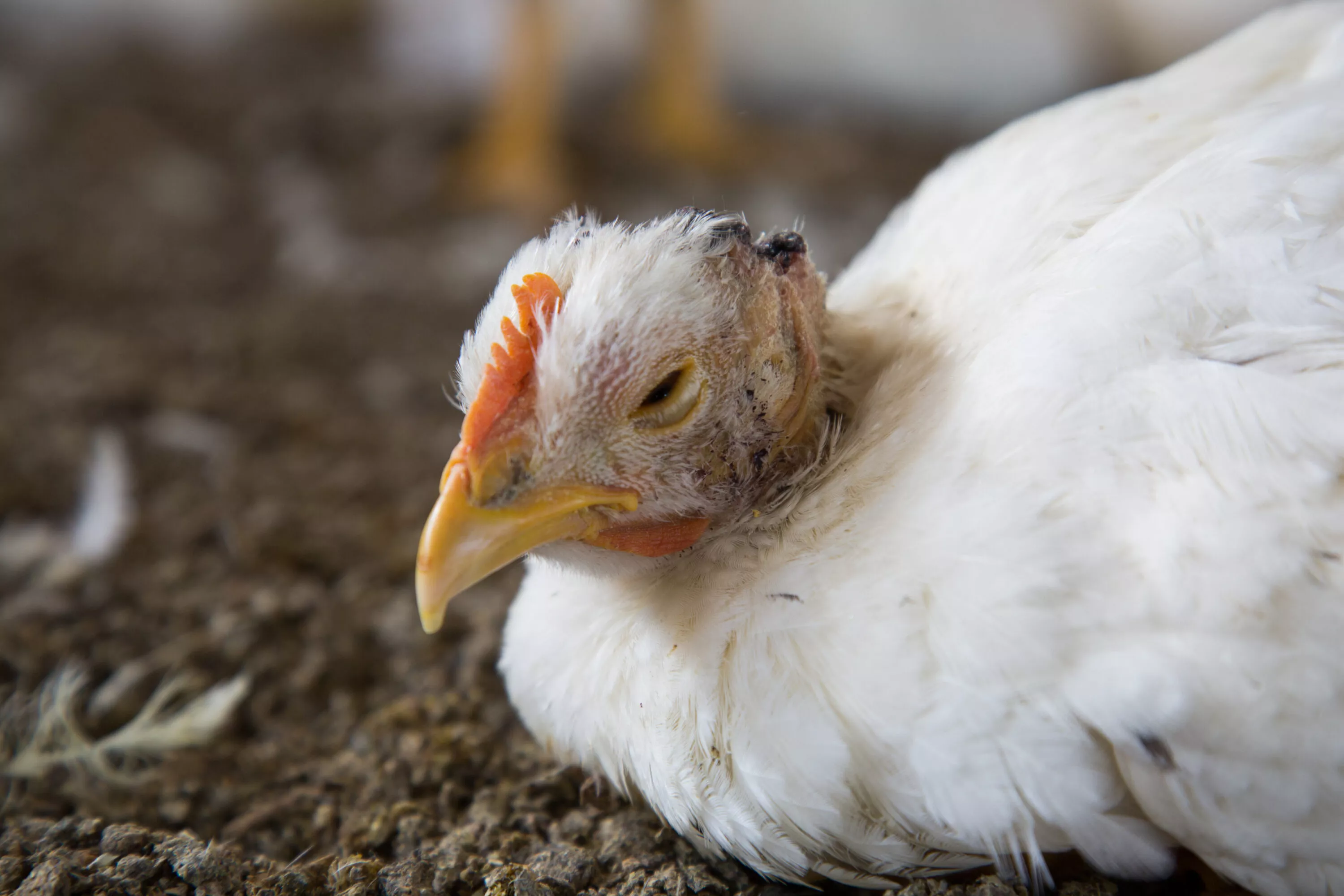 Pollo en granja de México.