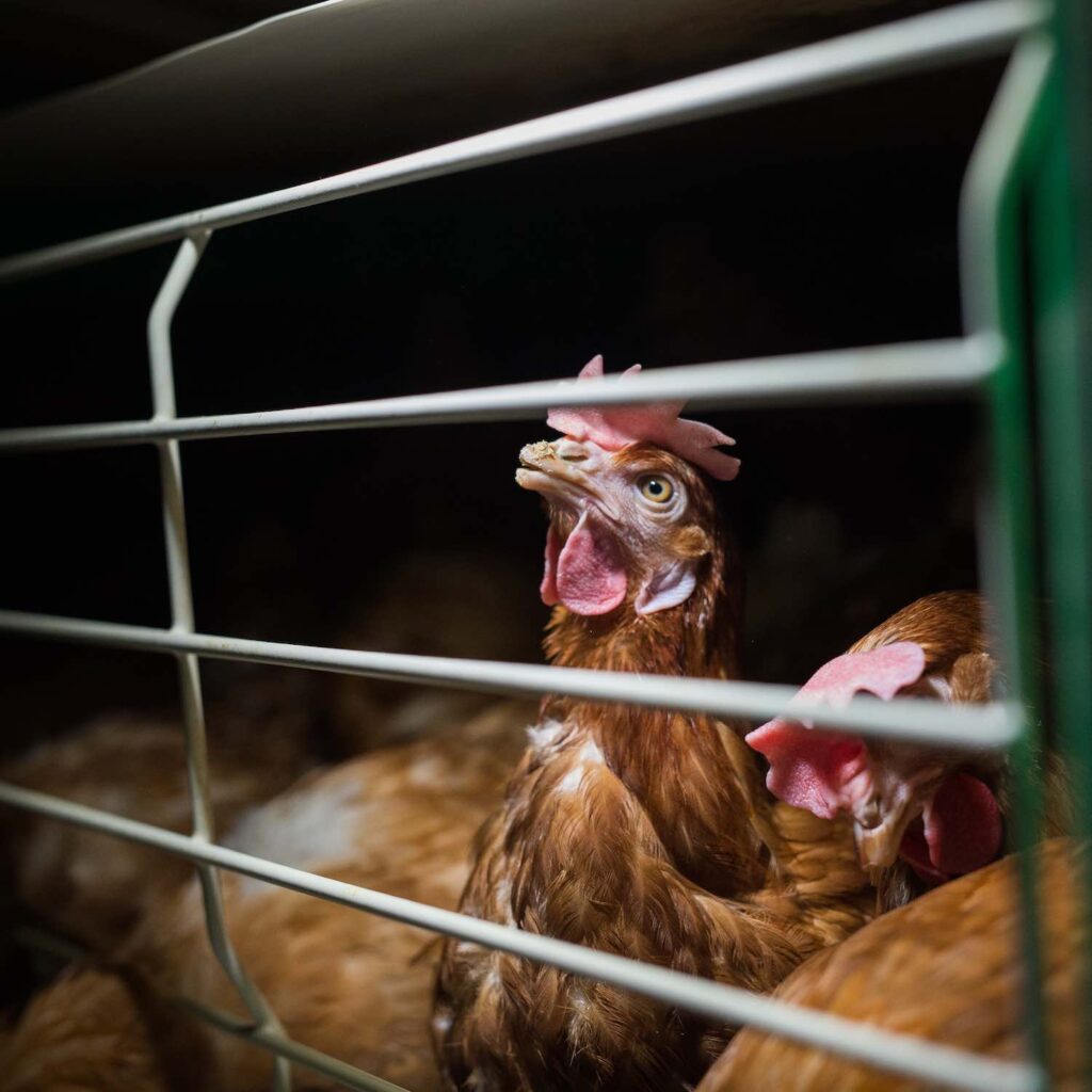 Gallina en la industria del huevo, dentro de jaula
