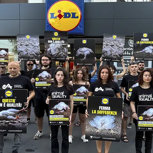 Grupo de personas con pancartas protestando en Italia para defender a los pollos