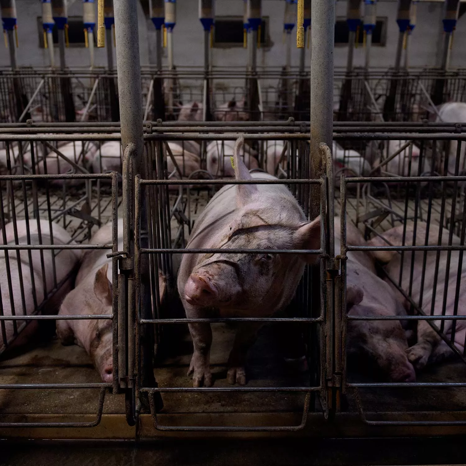 Jaulas para cerdas en la industria de la carne