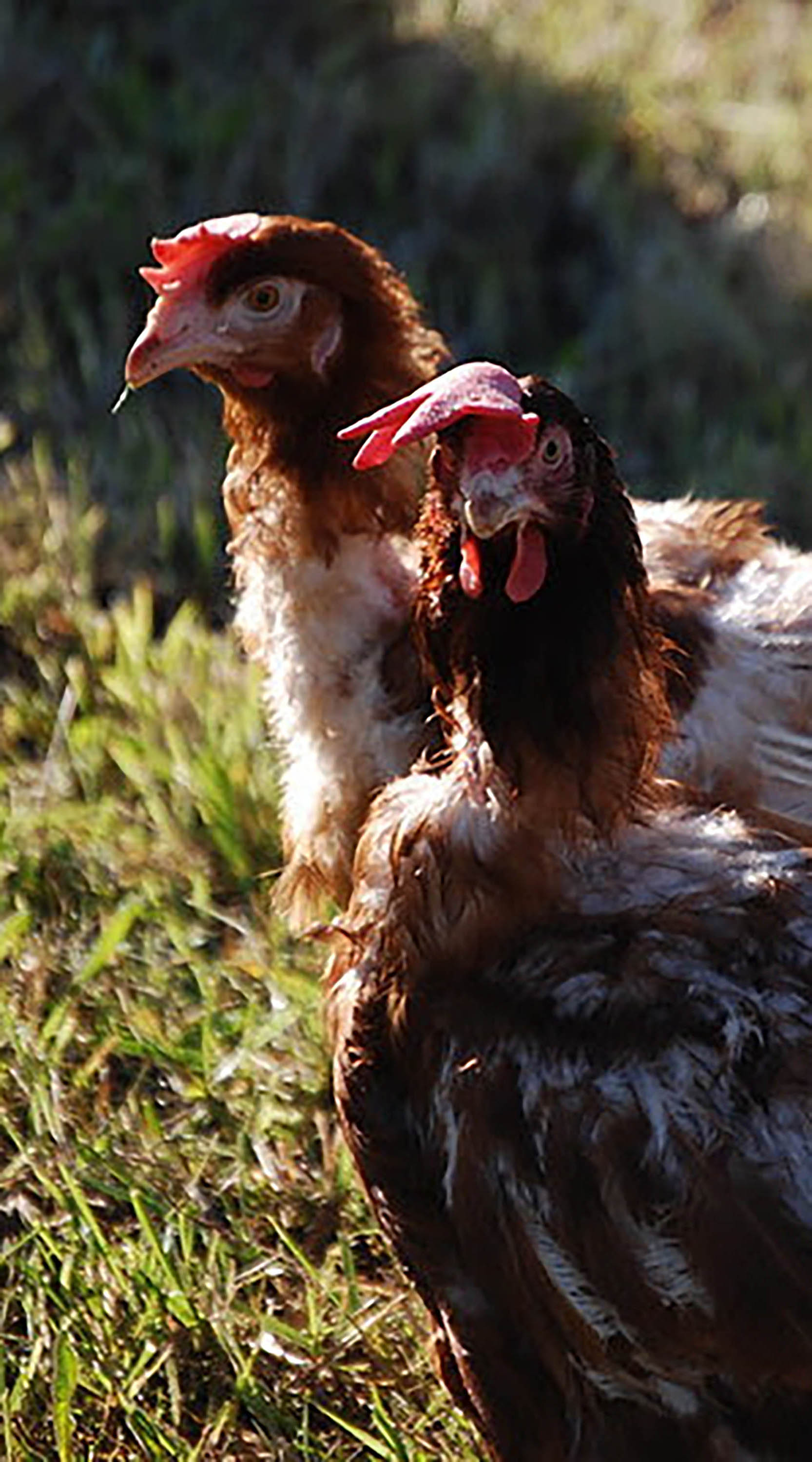 Gallinas
