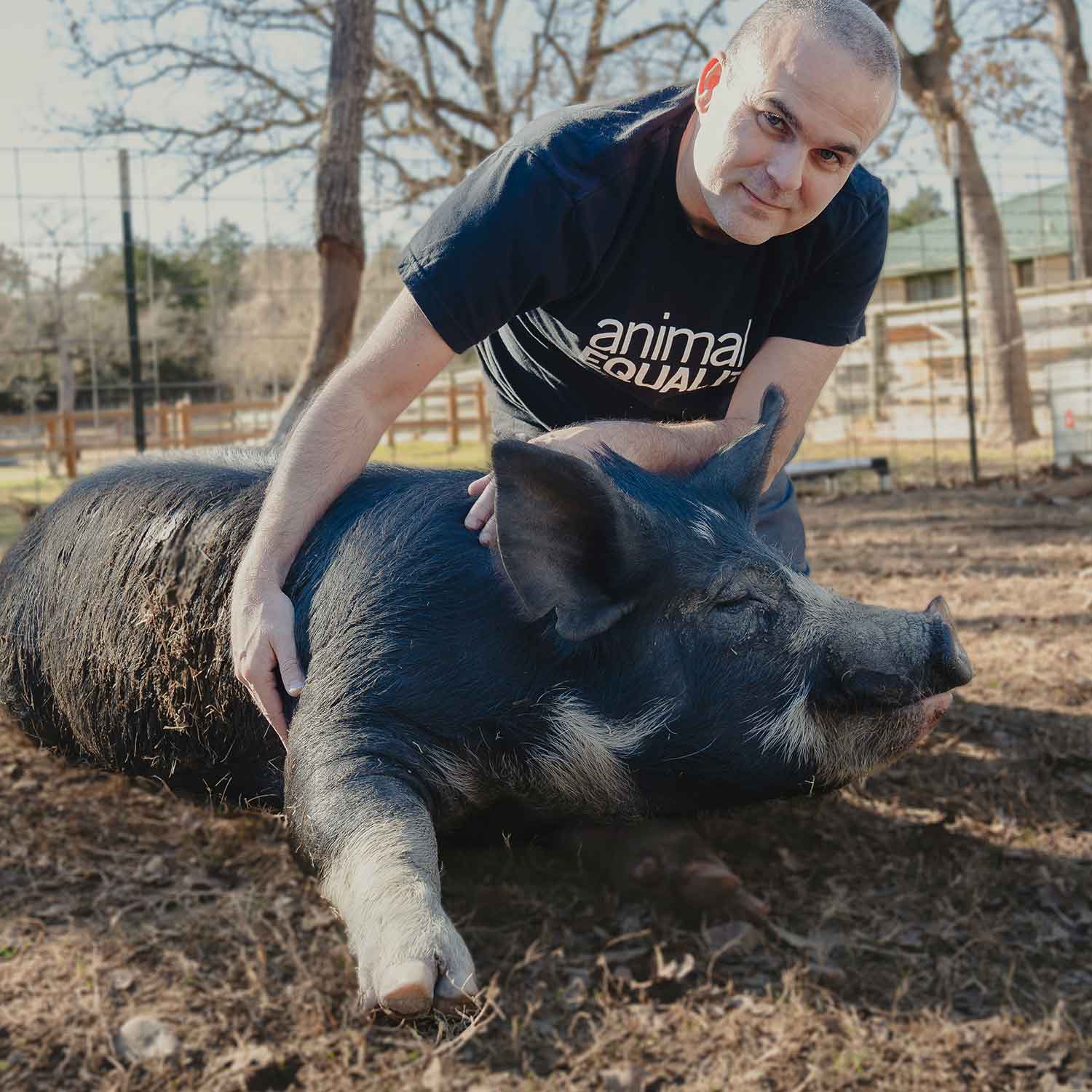 Cerdo en santuario de animales, recibiendo caricias de José Valle, co fundador de Igualdad Animal