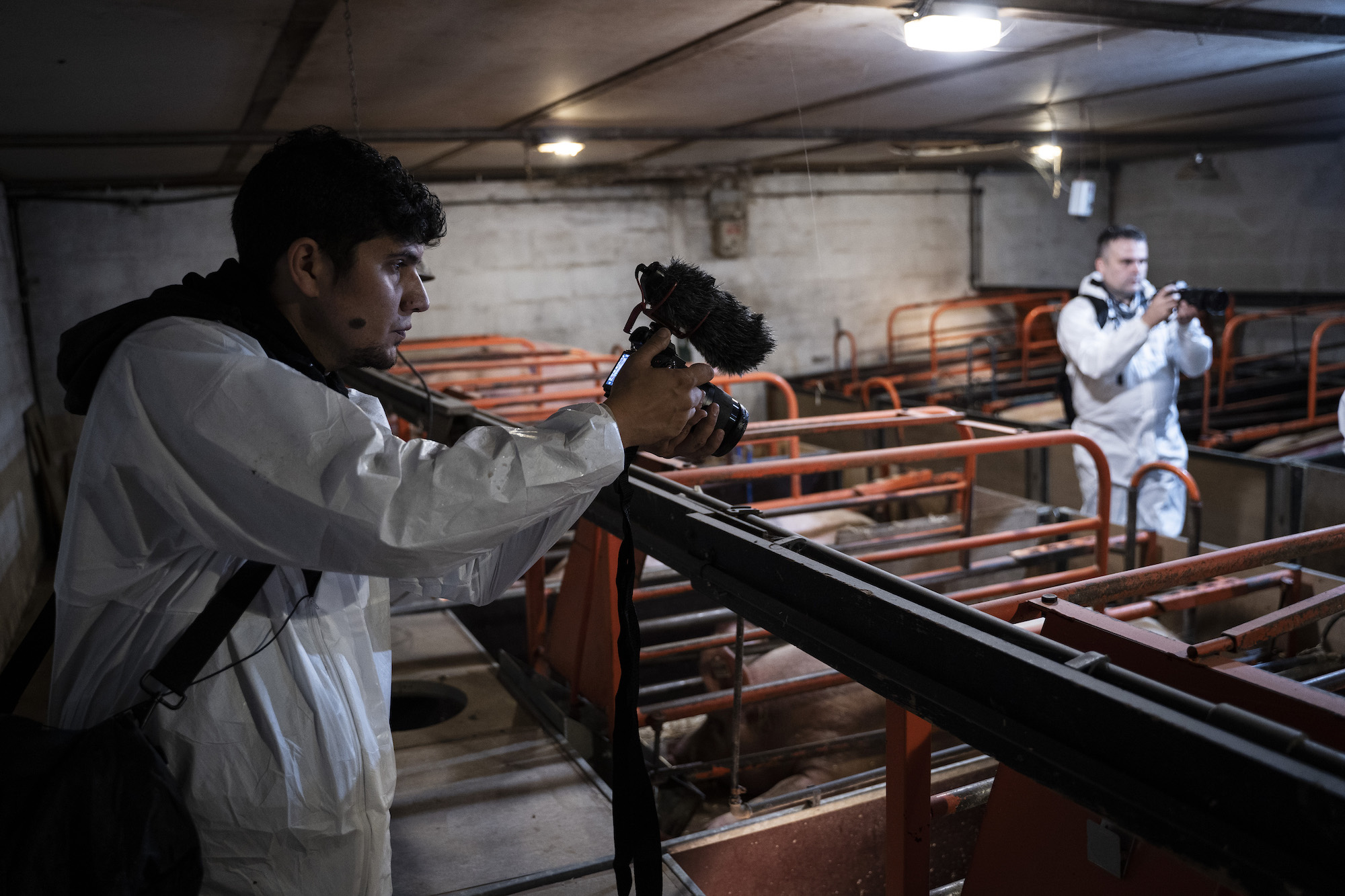 Del cine a las granjas: videos para denunciar el maltrato animal