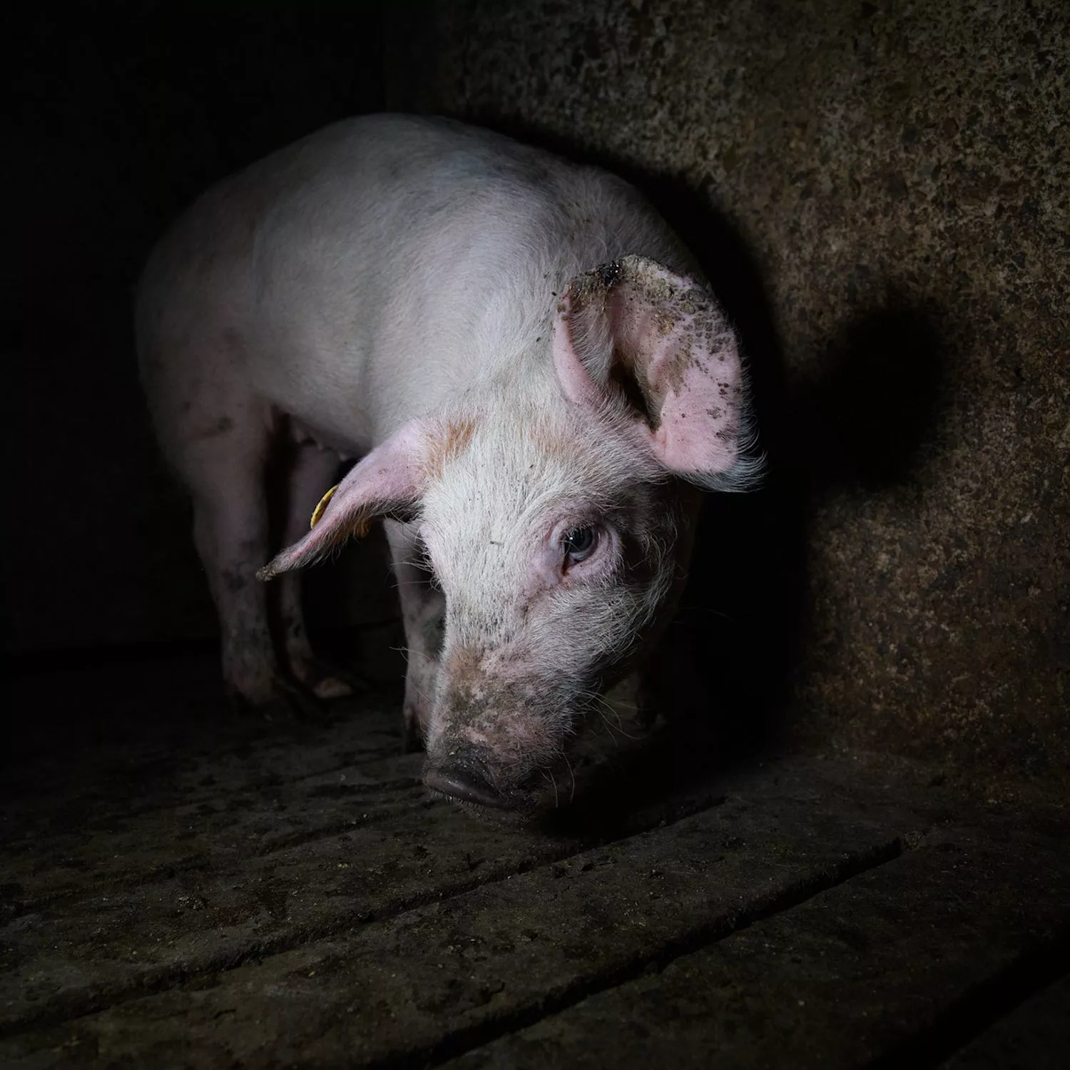 Cerdo dentro de una granja viendo a la cámara