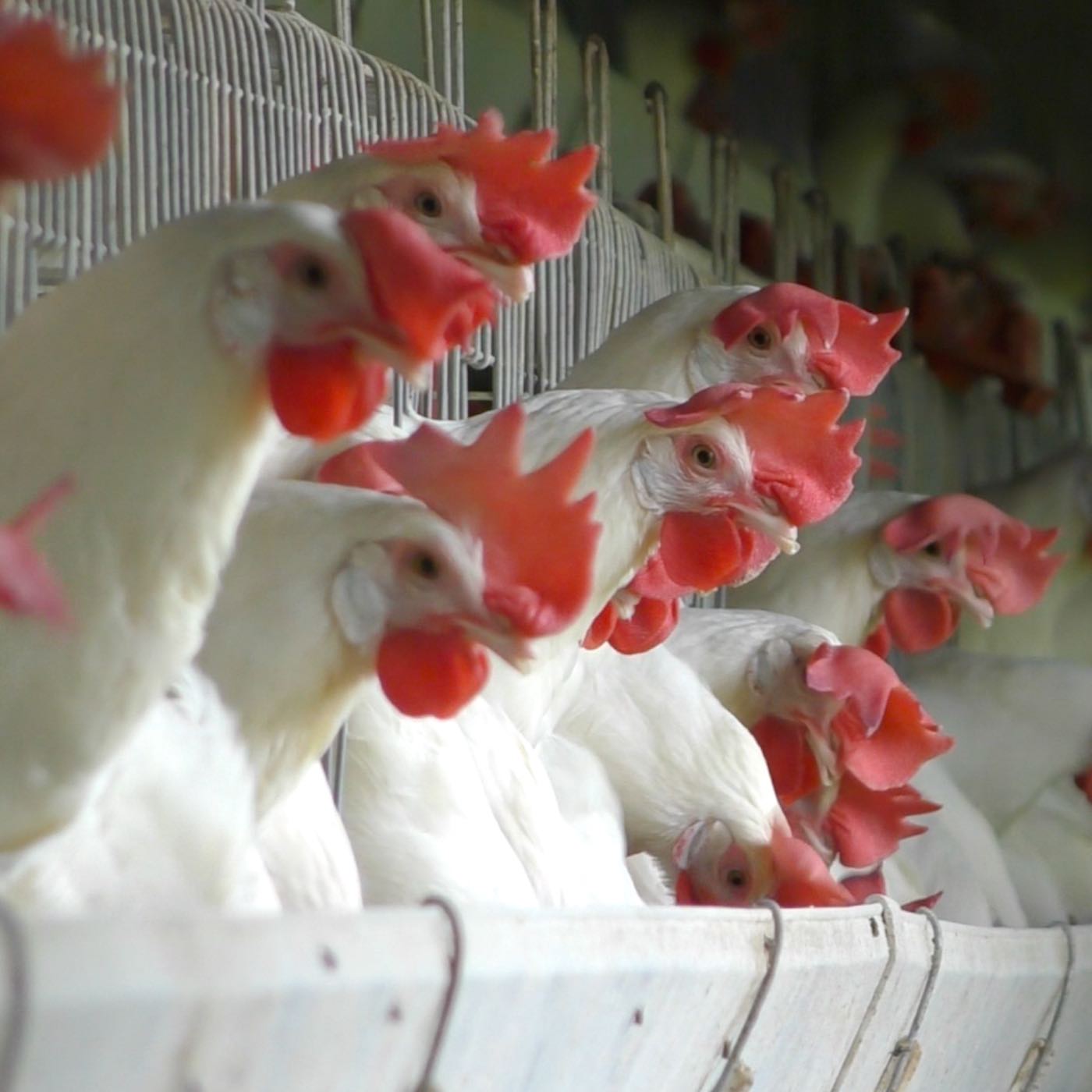Gallinas hacinadas en jaulas en la industria del huevo