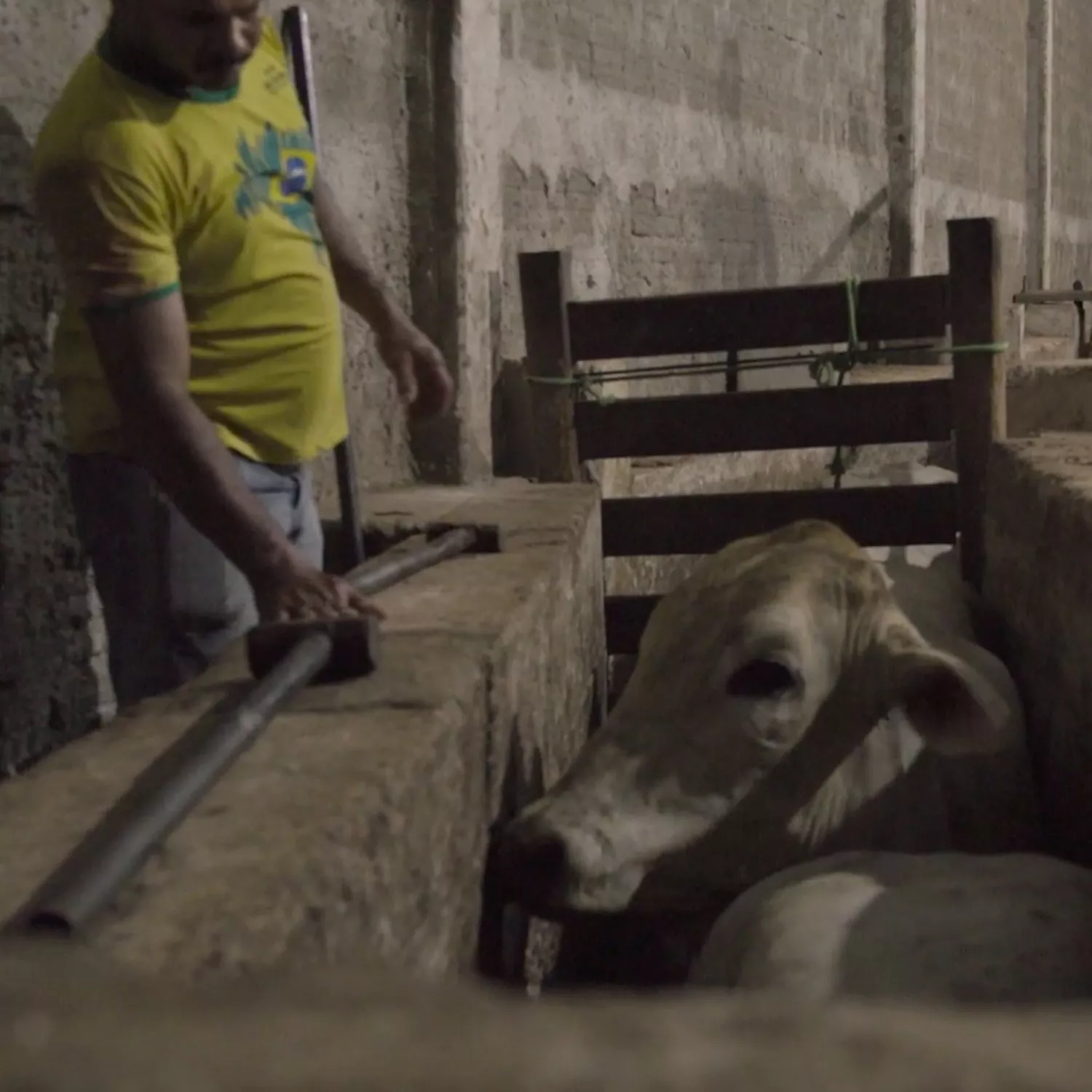 Trabajador y vaca en rastro brasileño