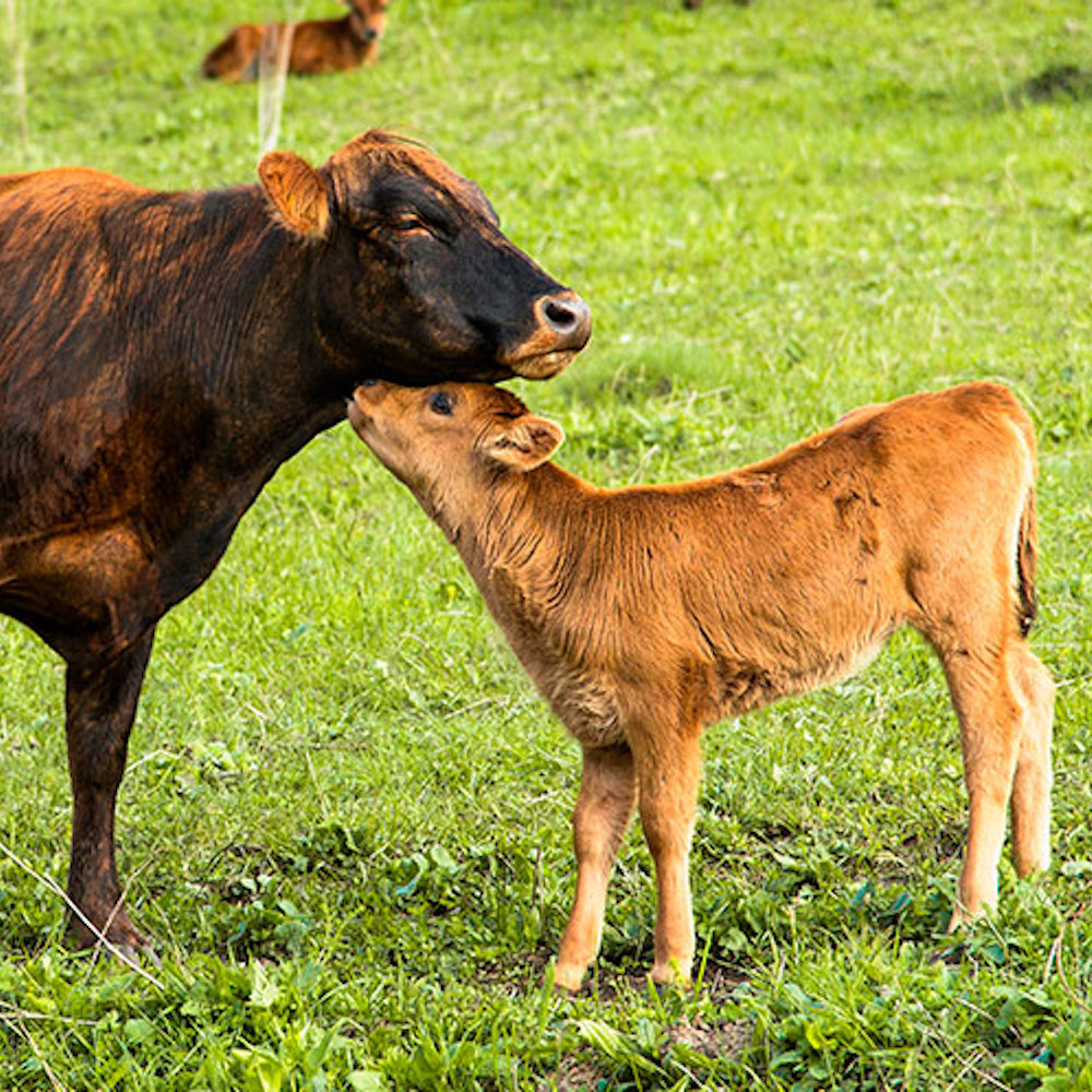 Una vaca y su ternero mostrando su afecto.