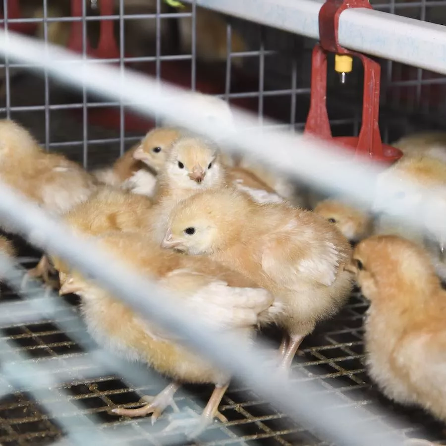 Pollitos macho viendo a la cámara, que serán matados en la industria del huevo
