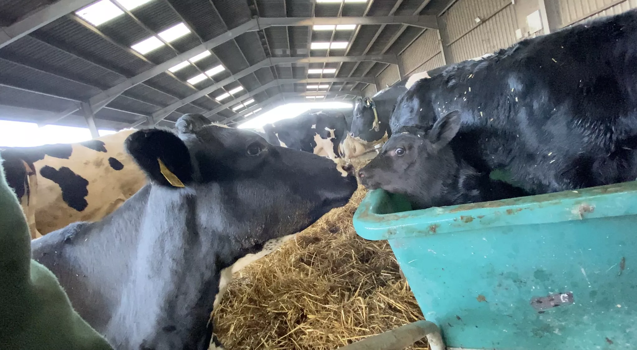 Fotografía de vaca y su ternero en la industria láctea. 