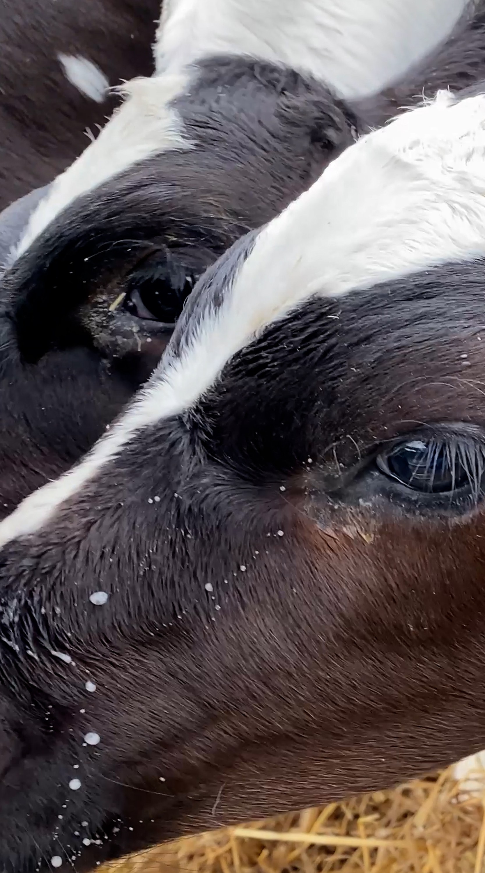 Día Mundial de la Leche