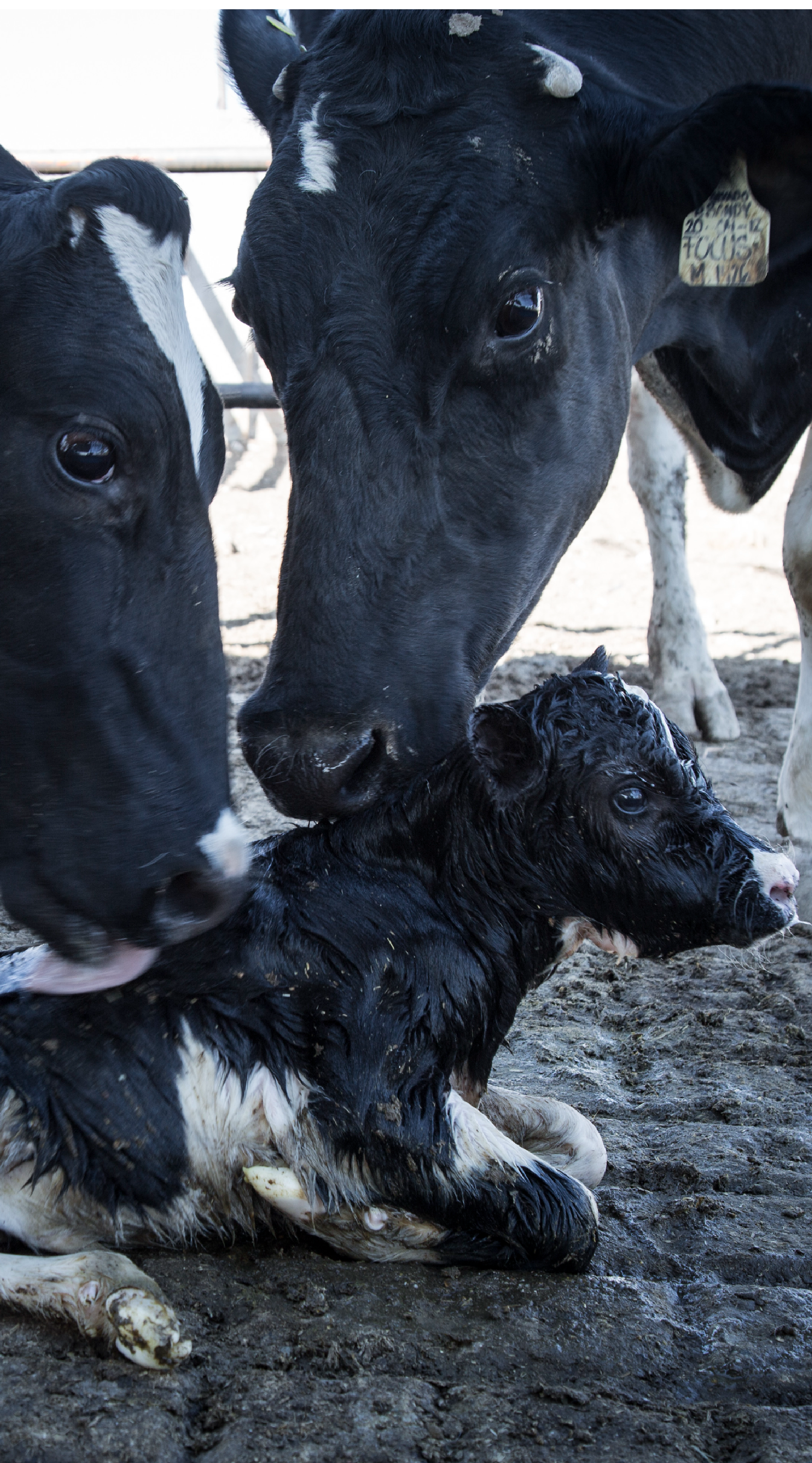 Dos vacas con un ternero.