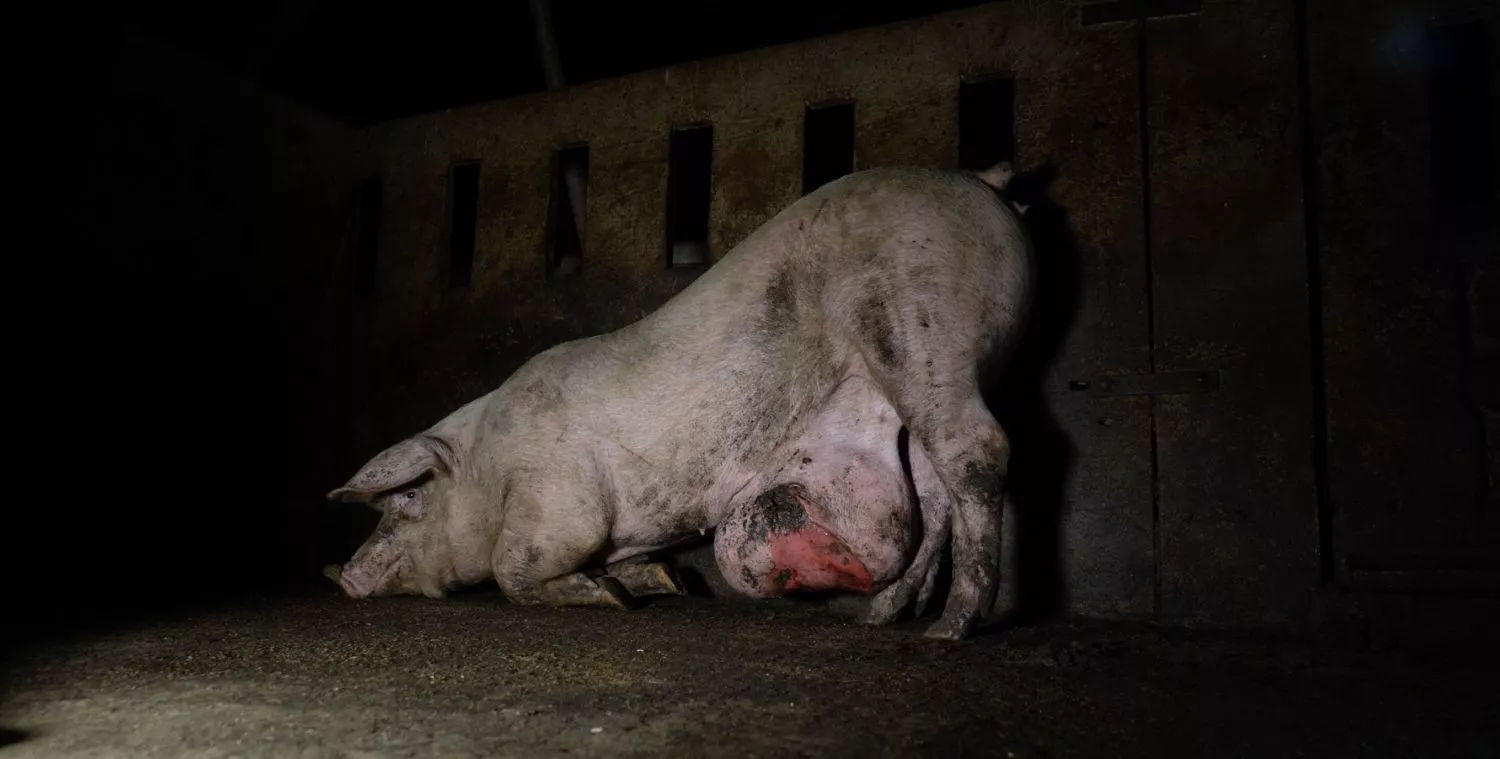 Cerdo con abscesos en El Pozo, España