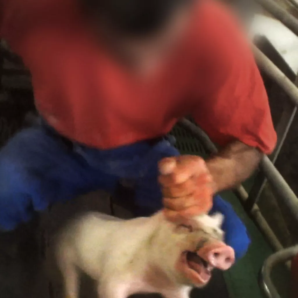 Trabajador de granja de Alemania violenta a cerdo