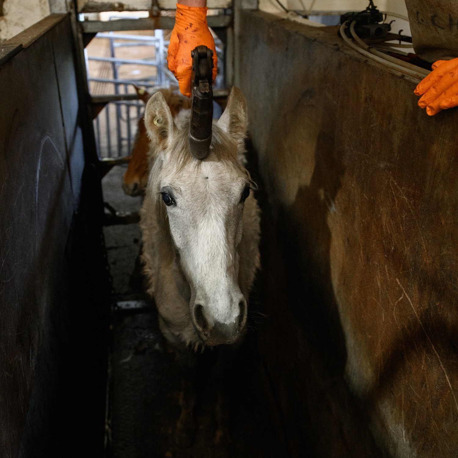 Nueva investigación de rastro de caballos, en España.