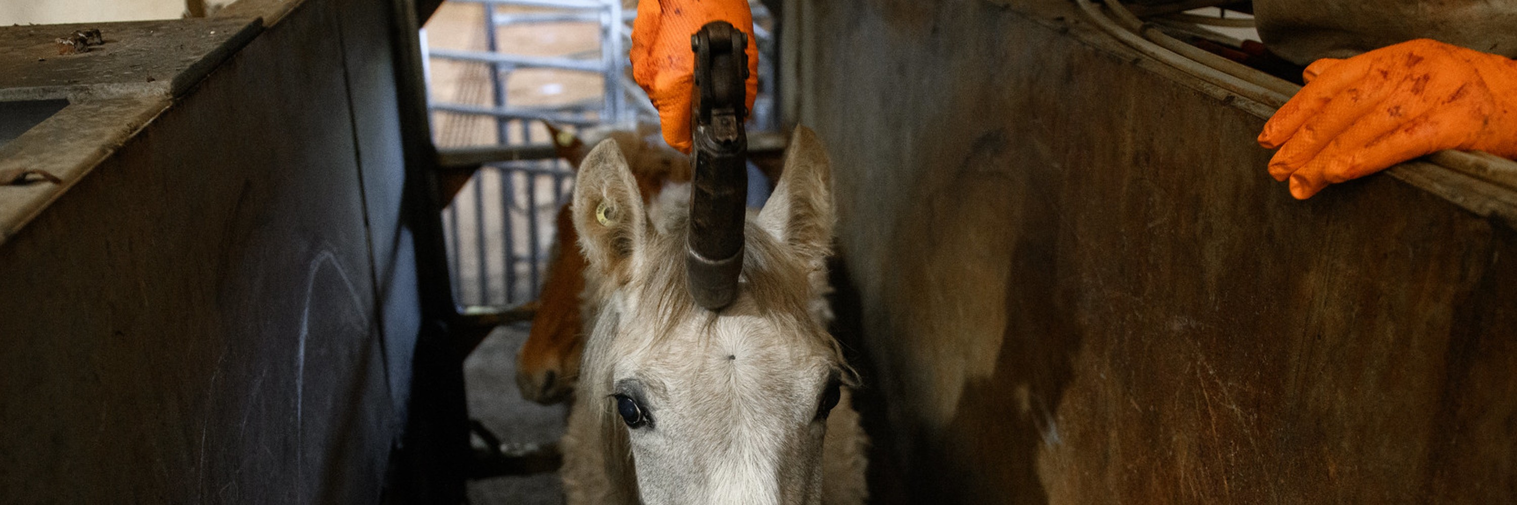 Nueva investigación de rastro de caballos, en España.