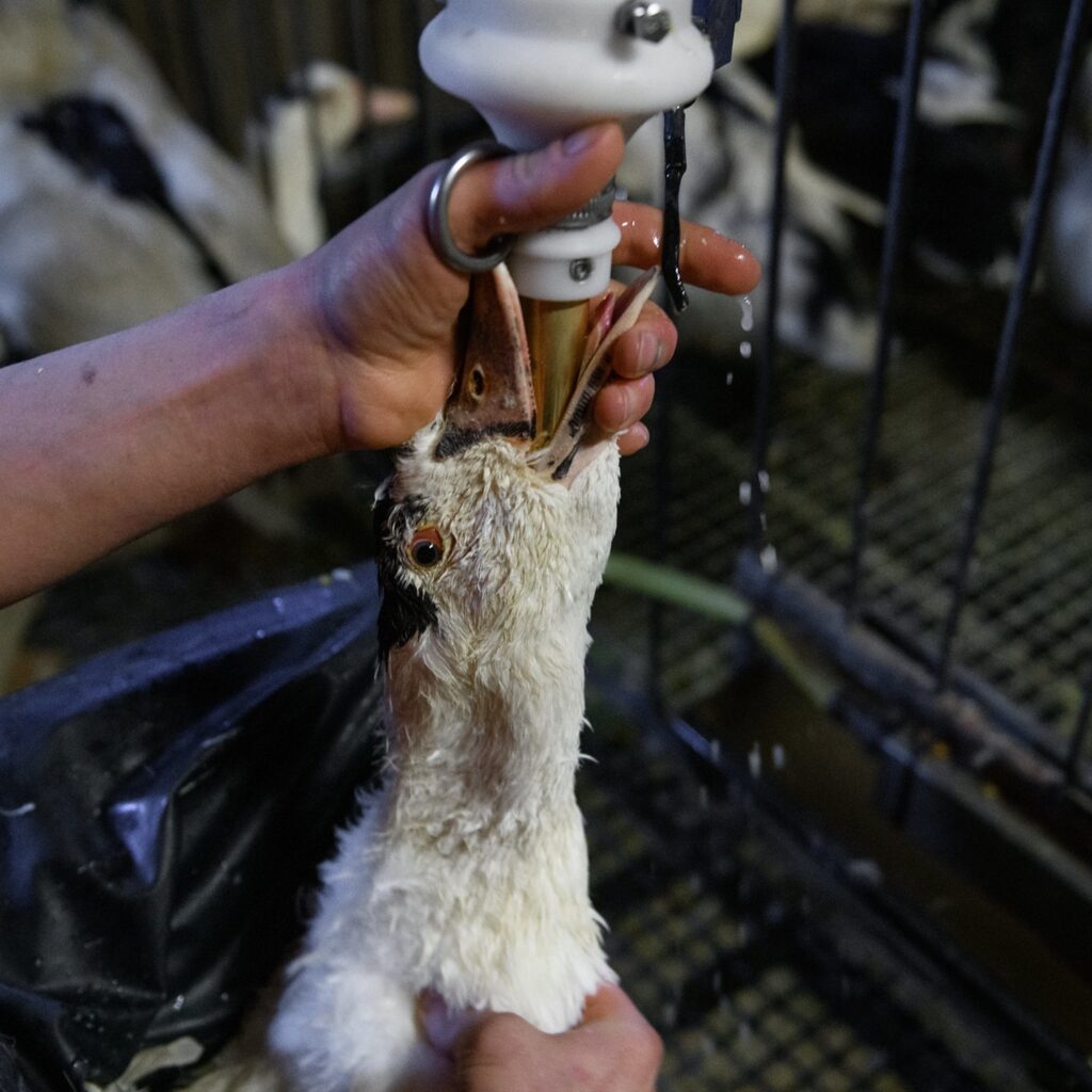 Alimentación forzada - Foie Gras