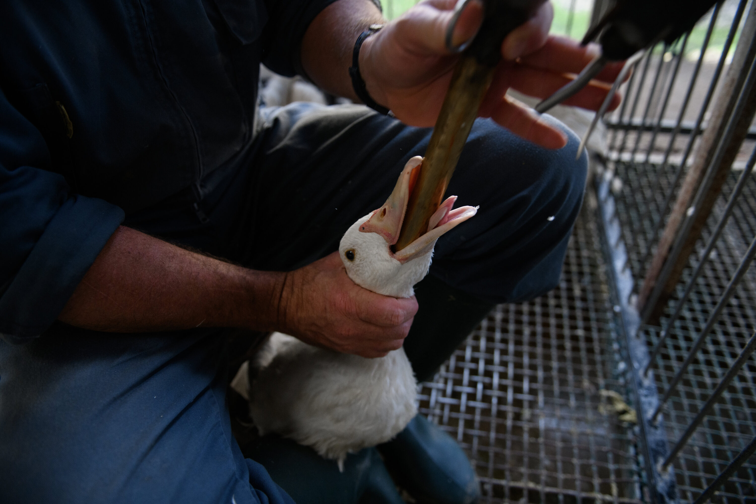 El foie gras será parte del menú VIP de los Juegos Olímpicos de París 2024 || Fotografía por Igualdad Animal / Aitor Garmendia
