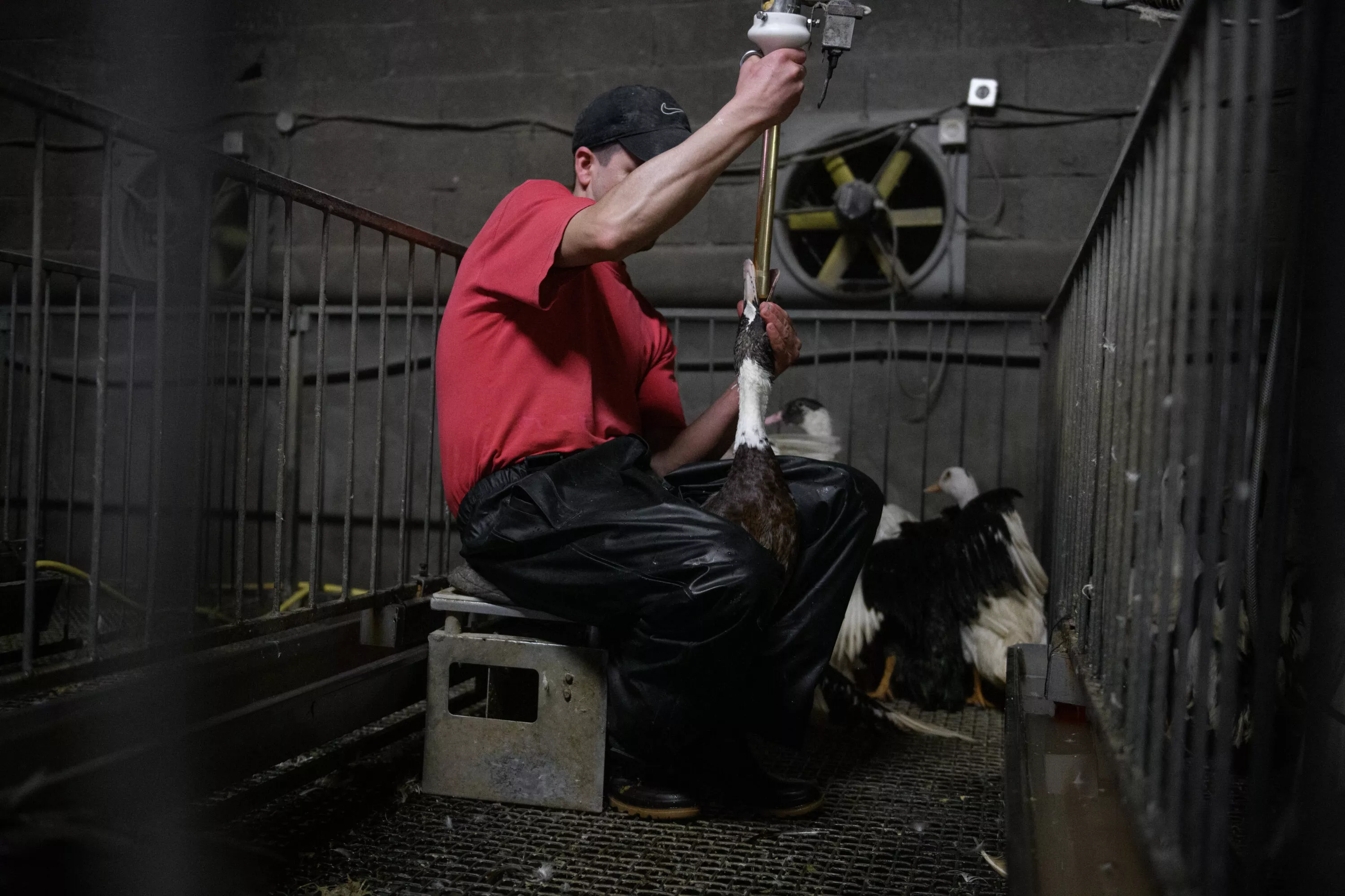 Foie Gras || Fotografía por Igualdad Animal / Aitor Garmendia