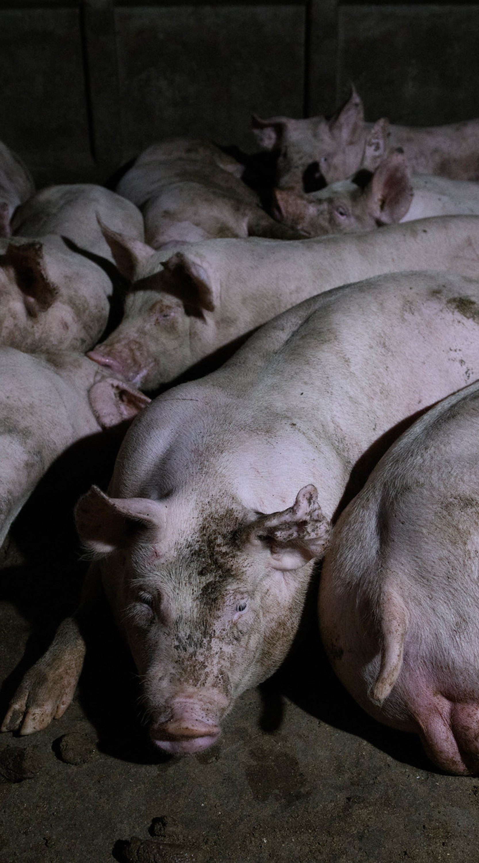 Cerdos criados por su carne