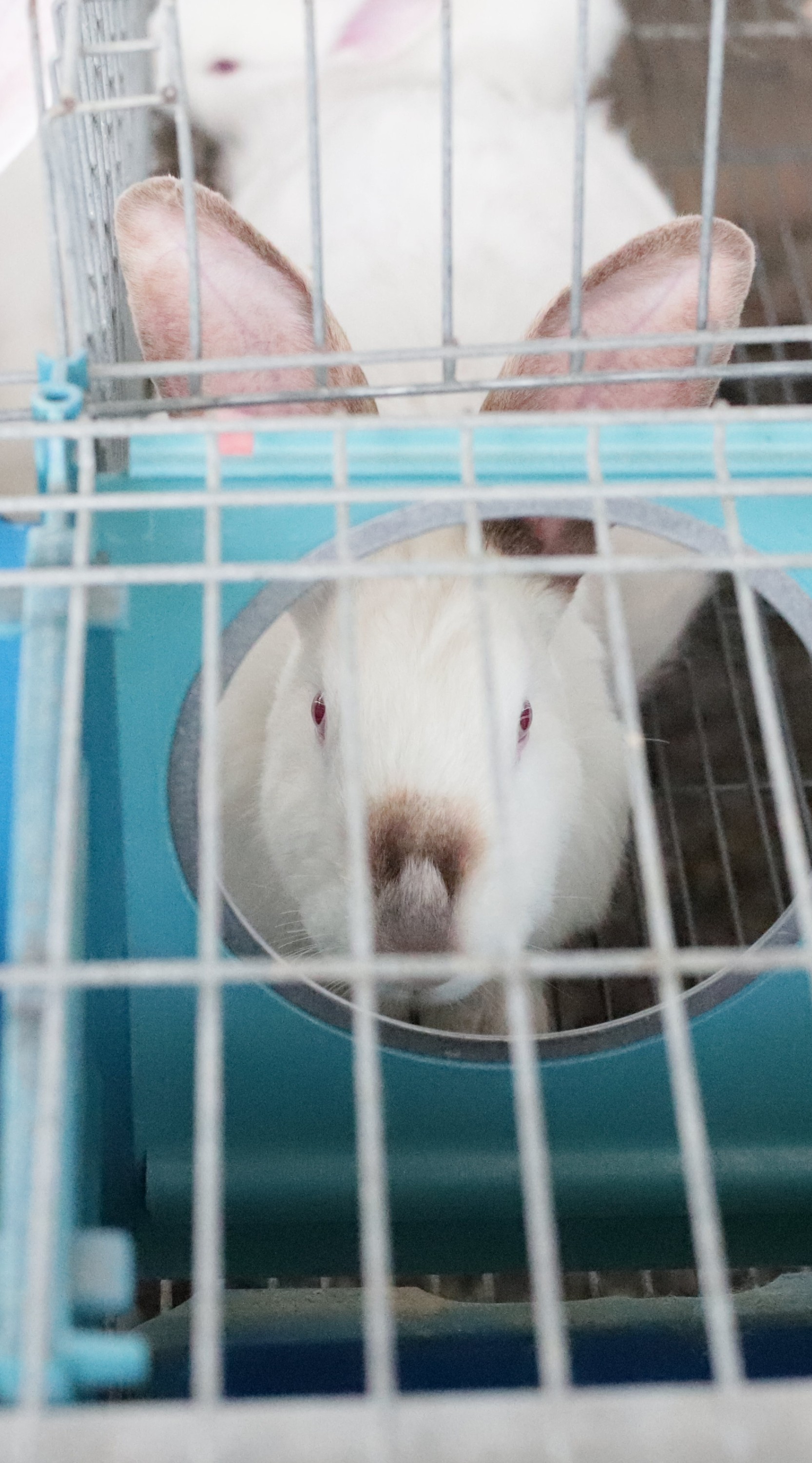 Conejo en la industria de la carne