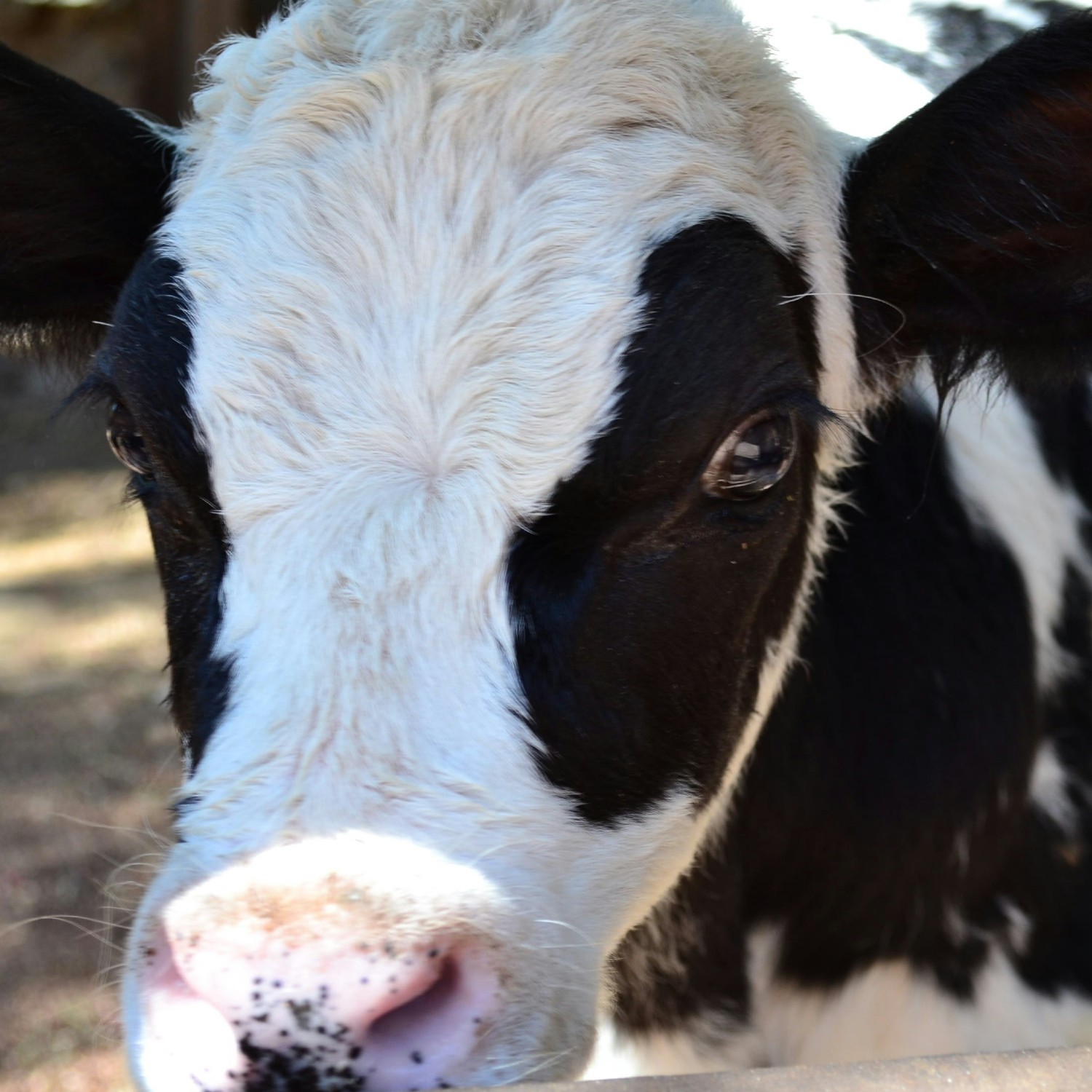 Fotografía de una vaca, tomada por Zyanya BMO