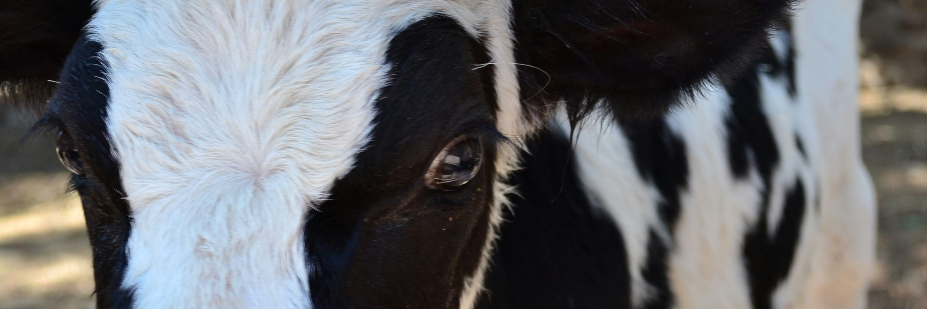 Fotografía de una vaca, tomada por Zyanya BMO