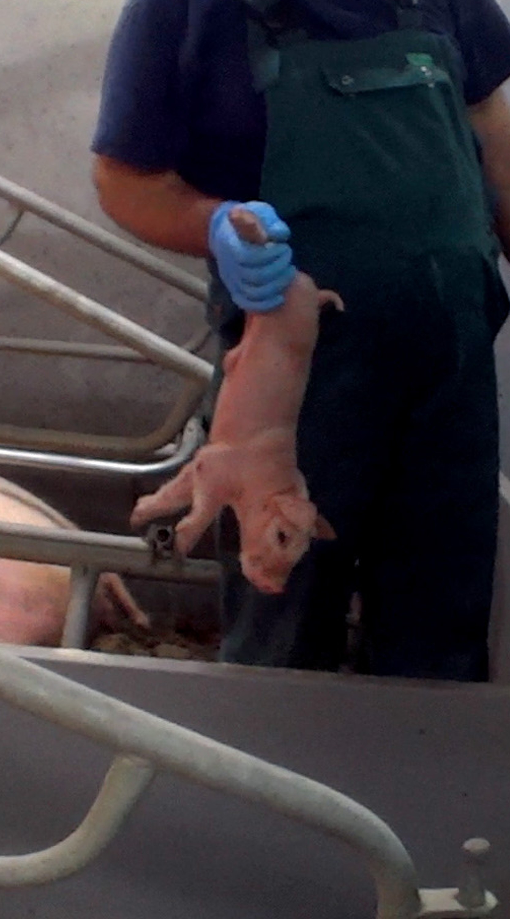 Cría de cerdo siendo maltratada, expuesto por Igualdad Animal