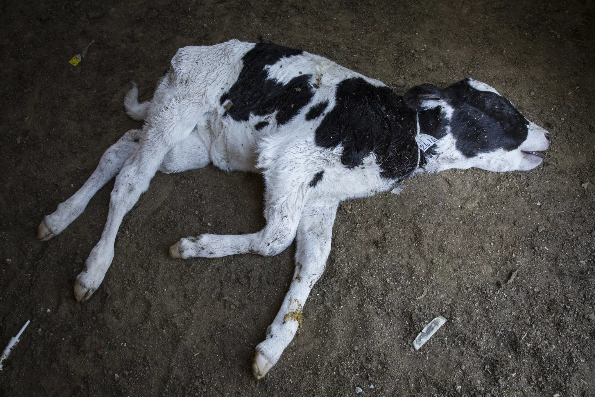 Imagen de un ternero en la industria de la leche.