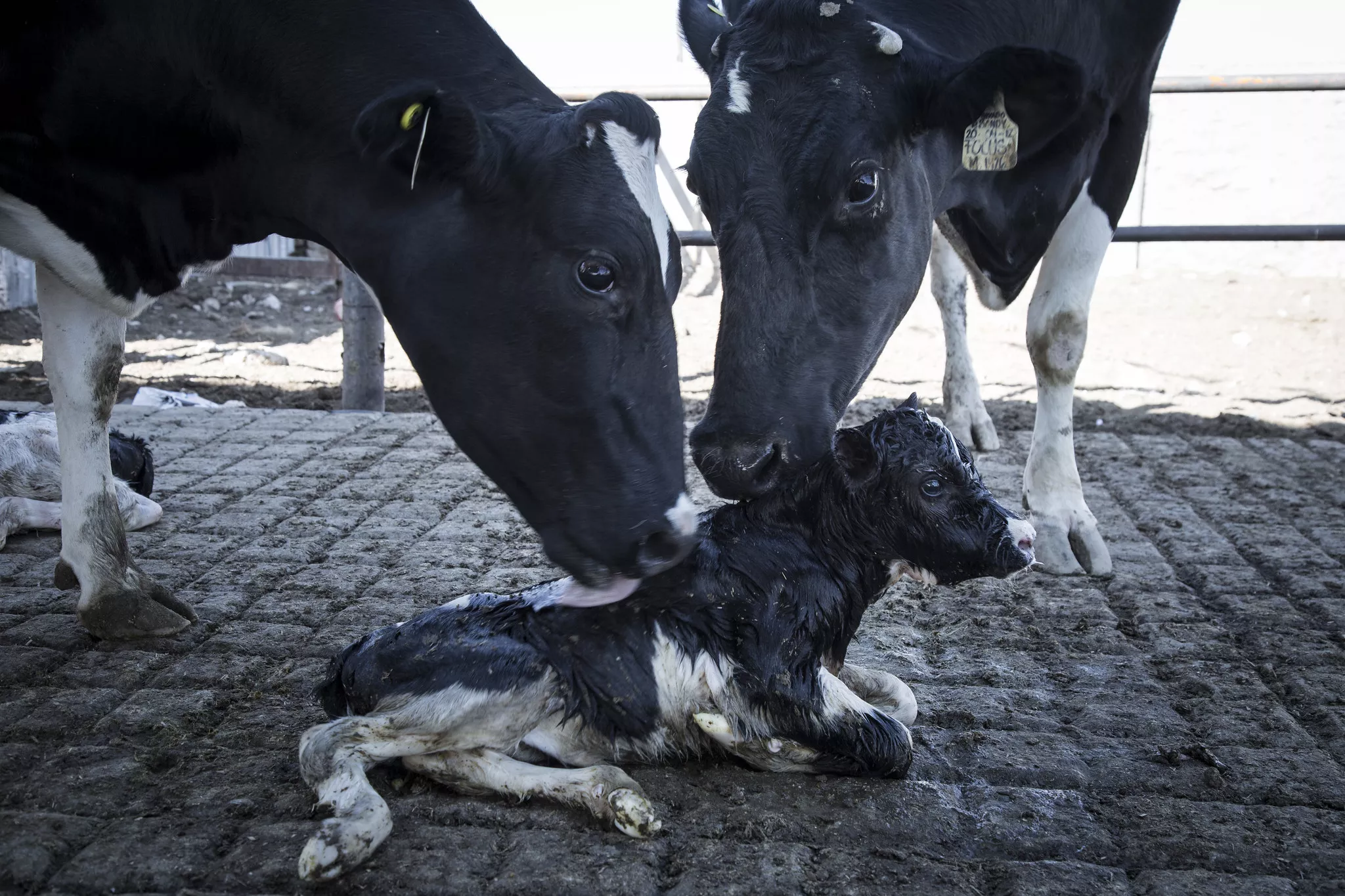 Imagen de ternero y vacas en la industria de la leche, poco antes de ser separados.