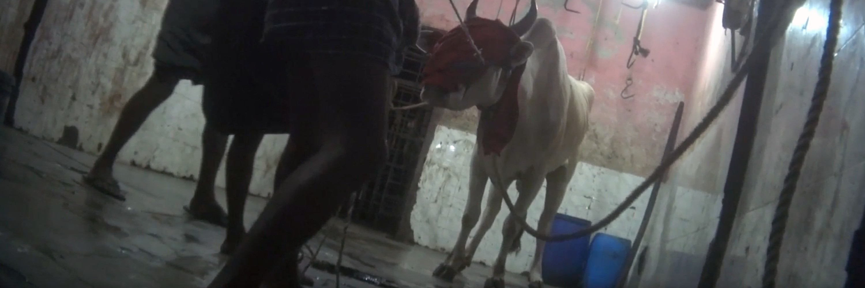 Igualdad Animal investiga lo que sucede en la industria de la leche en India, exponiendo la crueldad hacia vacas y búfalas