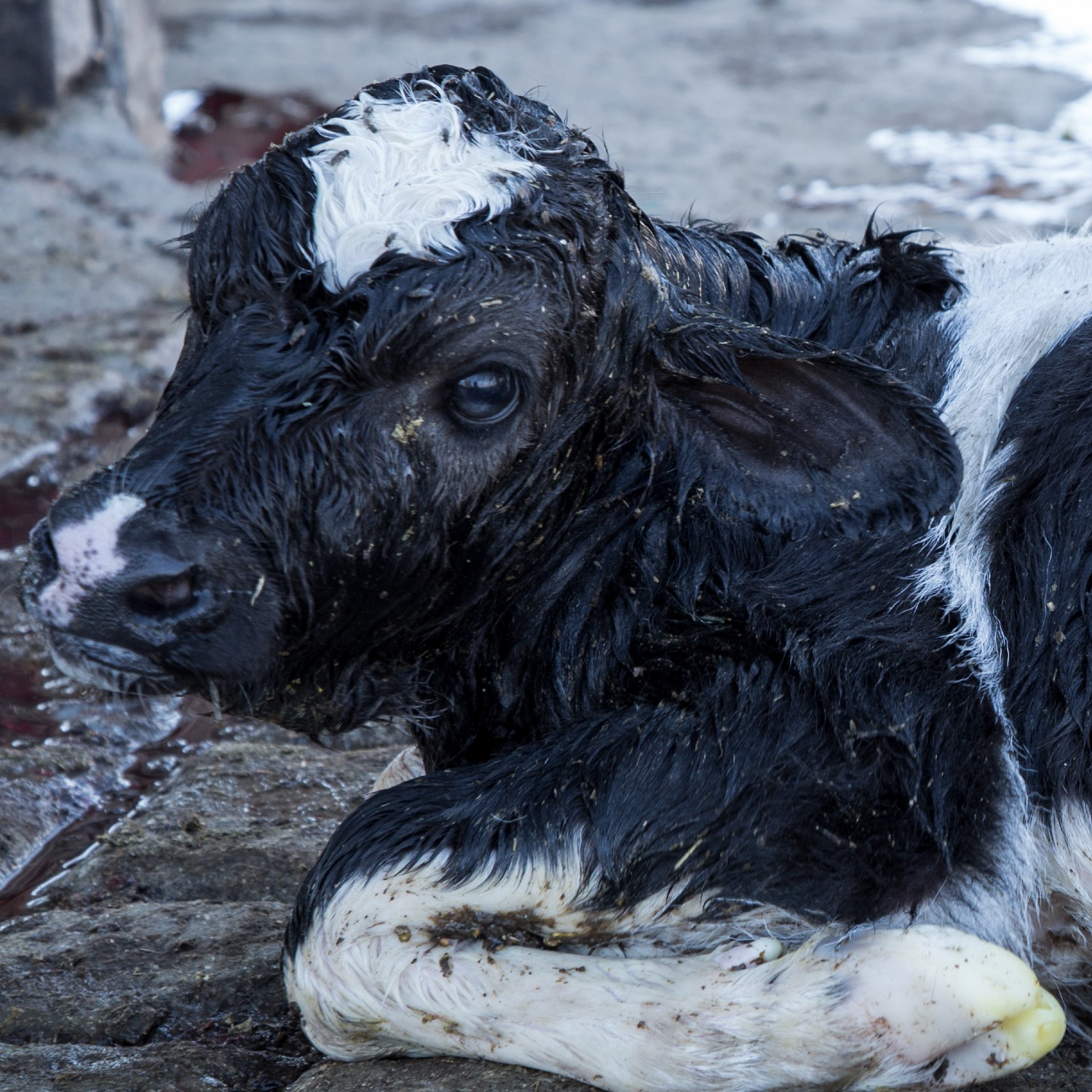 Imagen de un ternero en la industria de la leche.