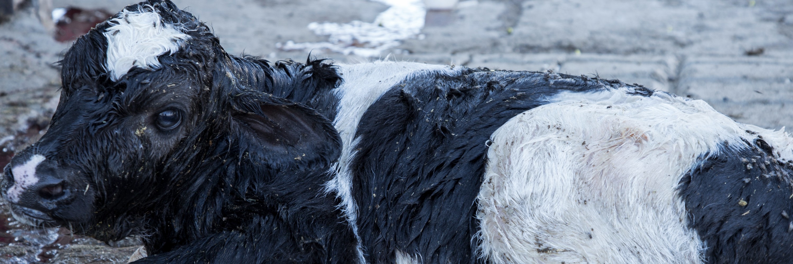 Imagen de un ternero en la industria de la leche.