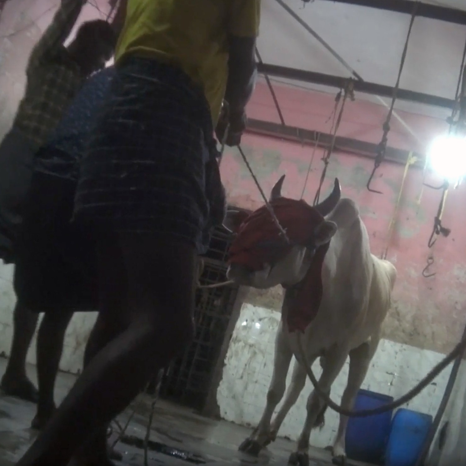 Una vaca a punto de ser matada por operarios de la industria de la leche en India.