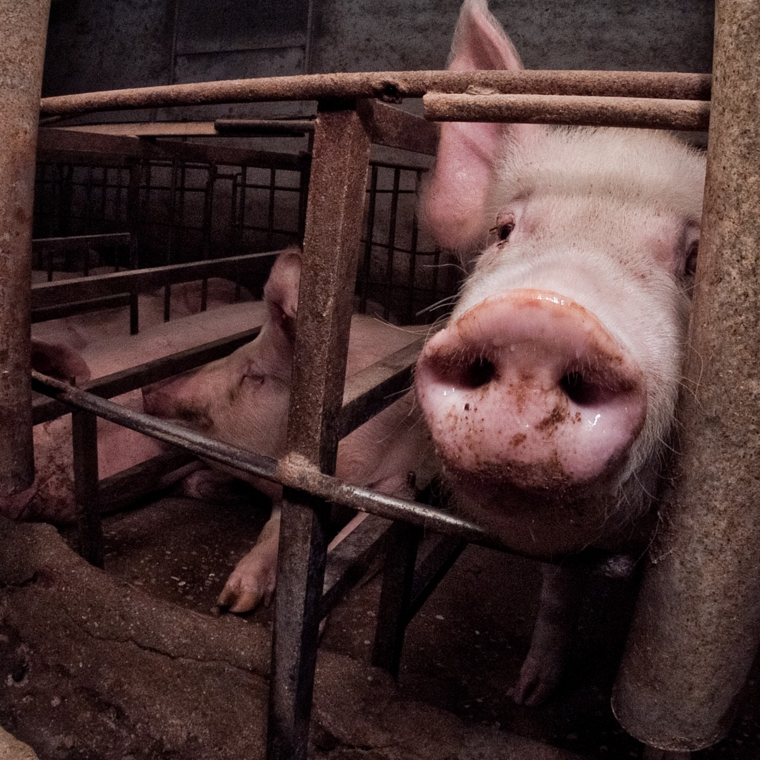 Un cerdo se asoma a través de la jaula en la que está encerrado