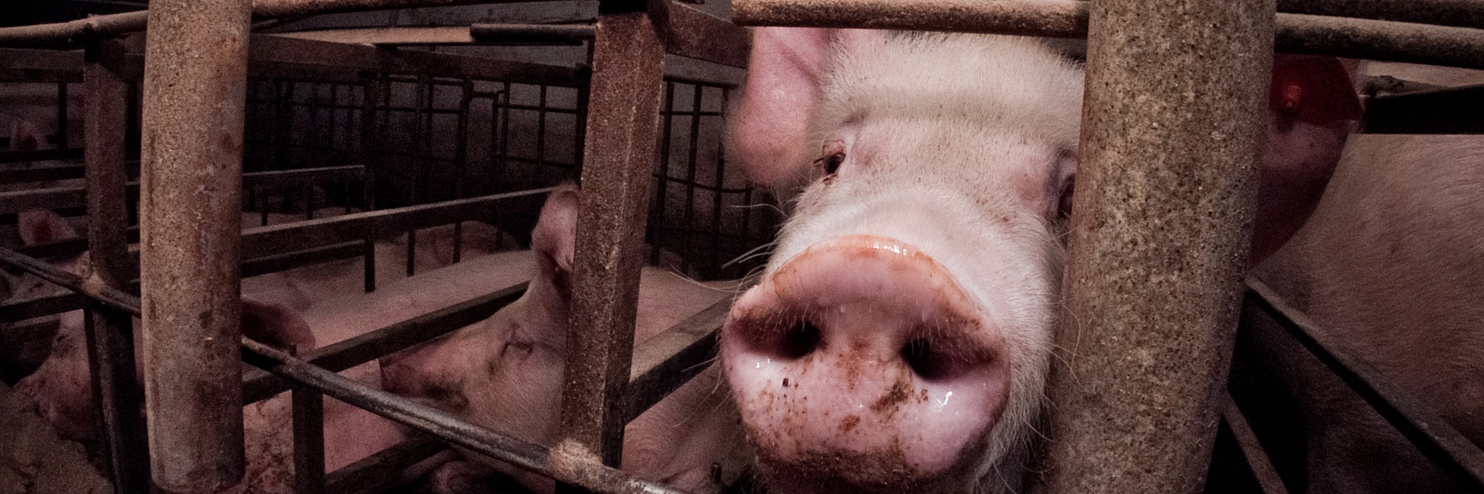 Un cerdo se asoma a través de la jaula en la que está encerrado