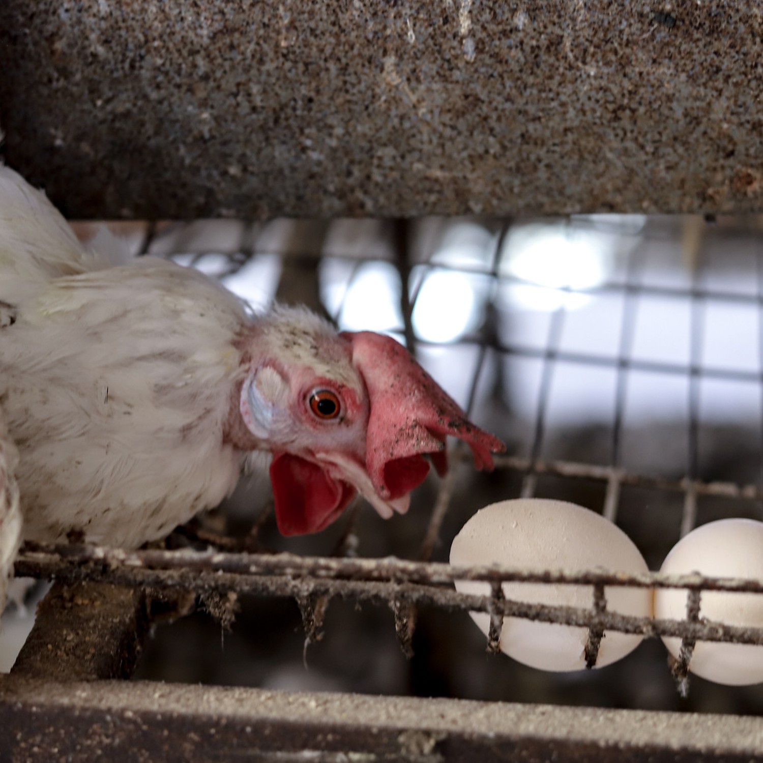 Imagen de una gallina y dos huevos dentro de la industria