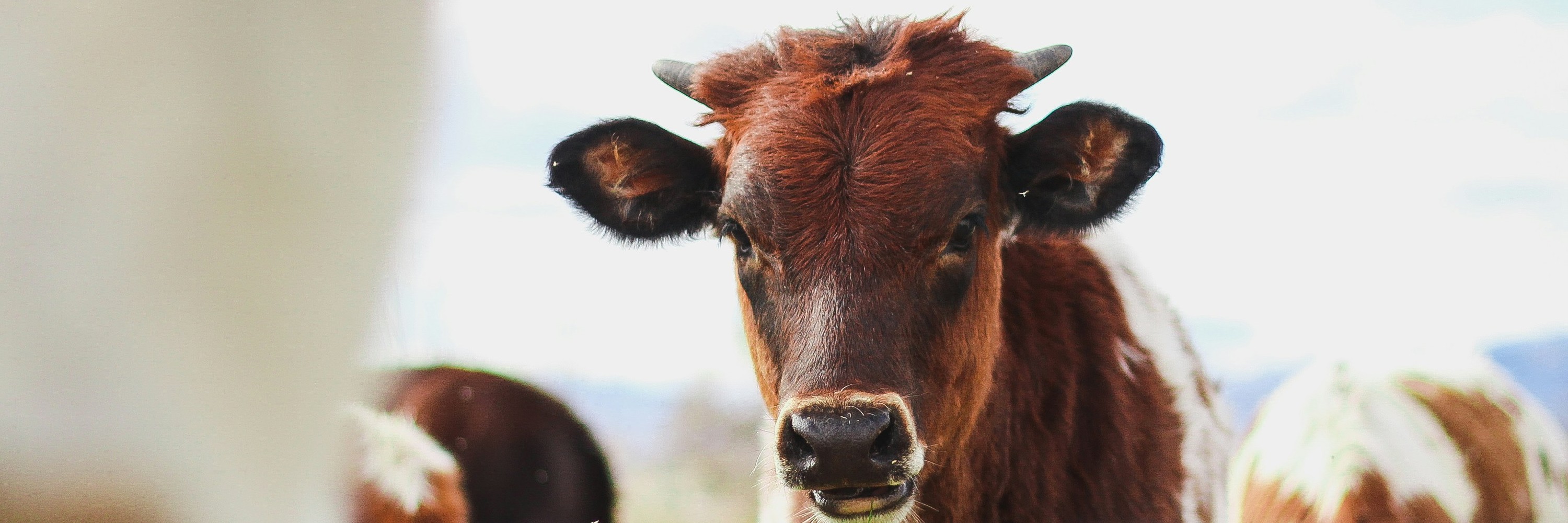 Retrato de una vaca en campo.