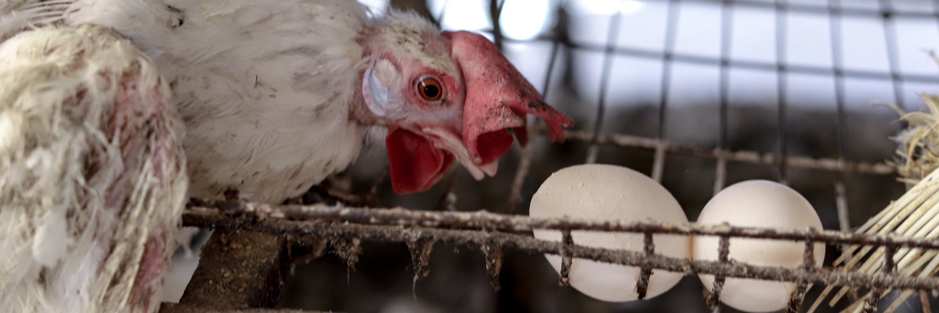 Una gallina fotografiada al lado de sus huevos.