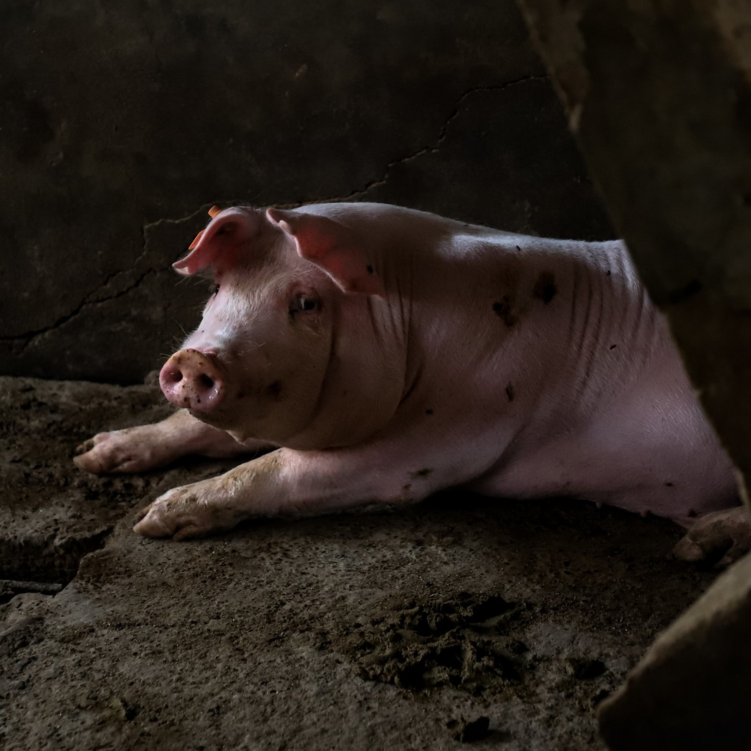 Un cerdo confinado en una granja mirando hacia la cámara