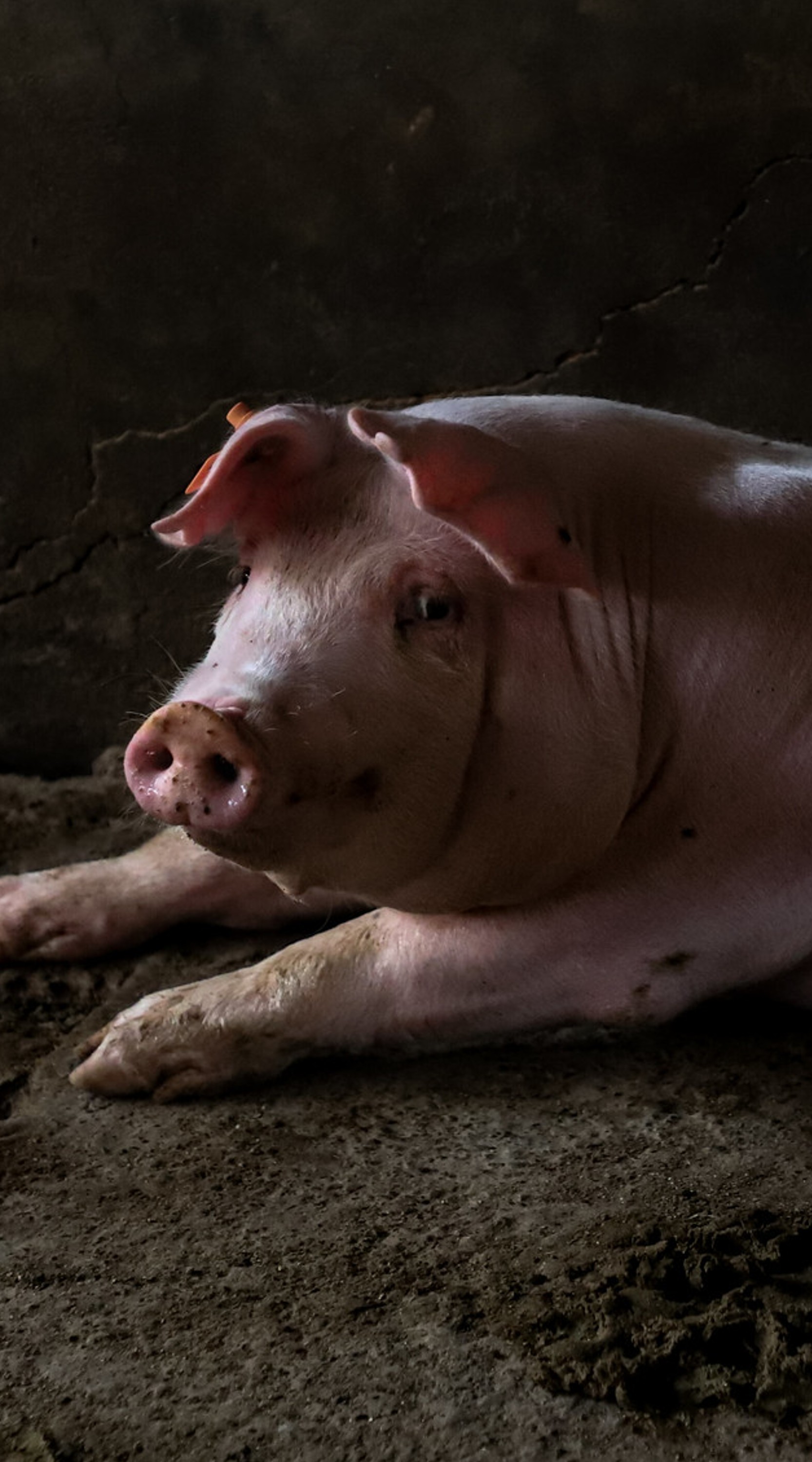 Un cerdo confinado en una granja mirando hacia la cámara