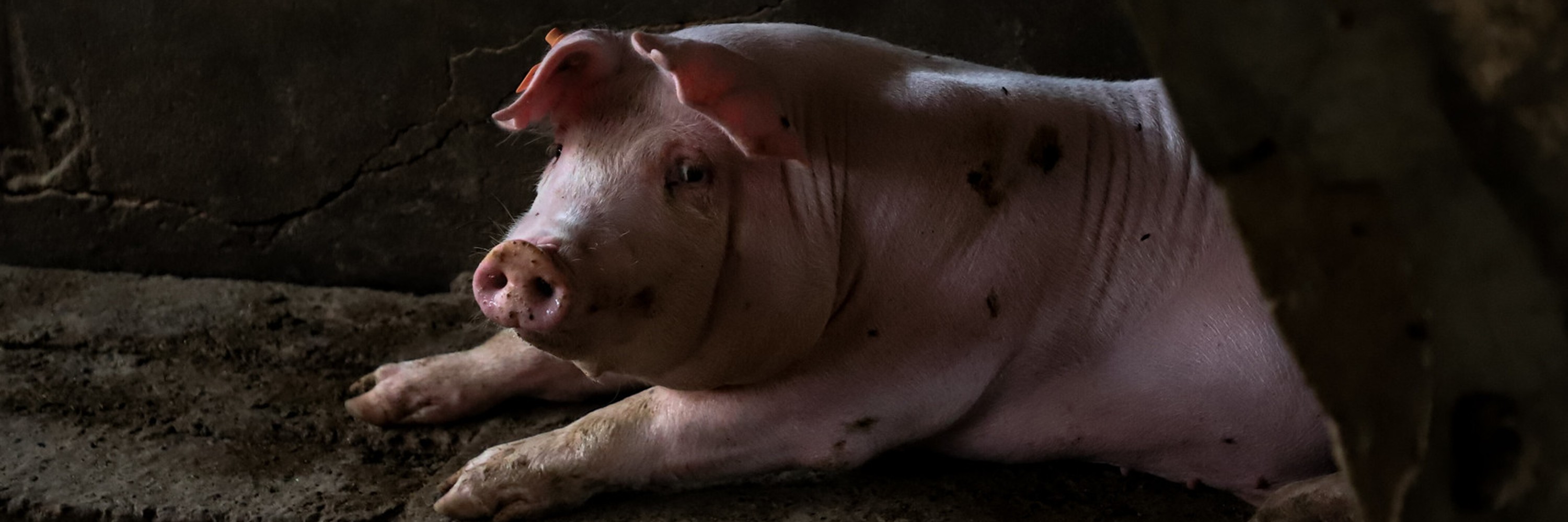 Un cerdo confinado en una granja mirando hacia la cámara