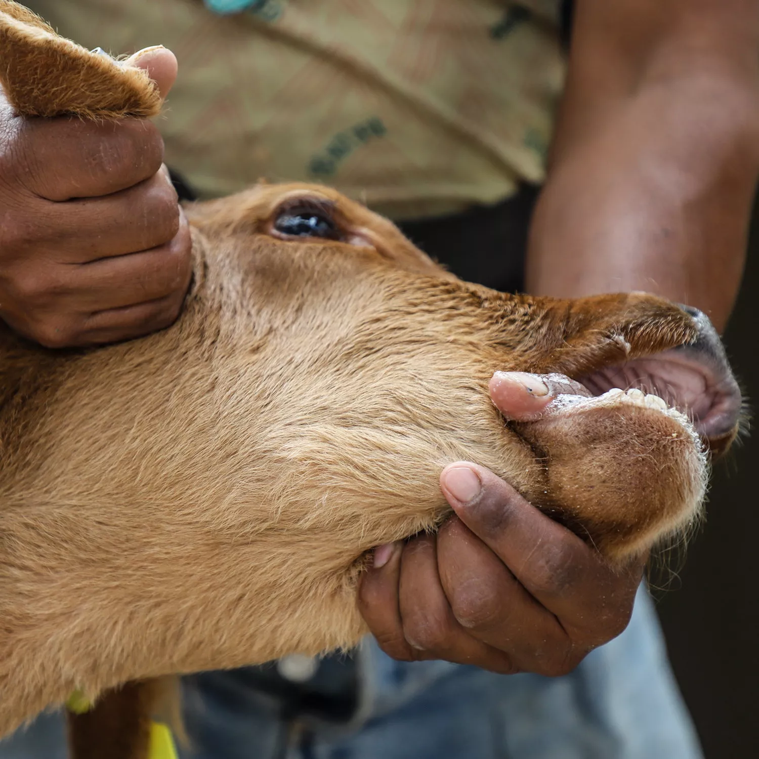 ¿Por qué la crueldad en la industria ganadera es sistemática?