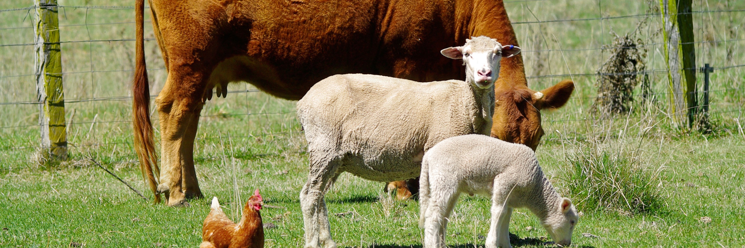 Animale en el campo