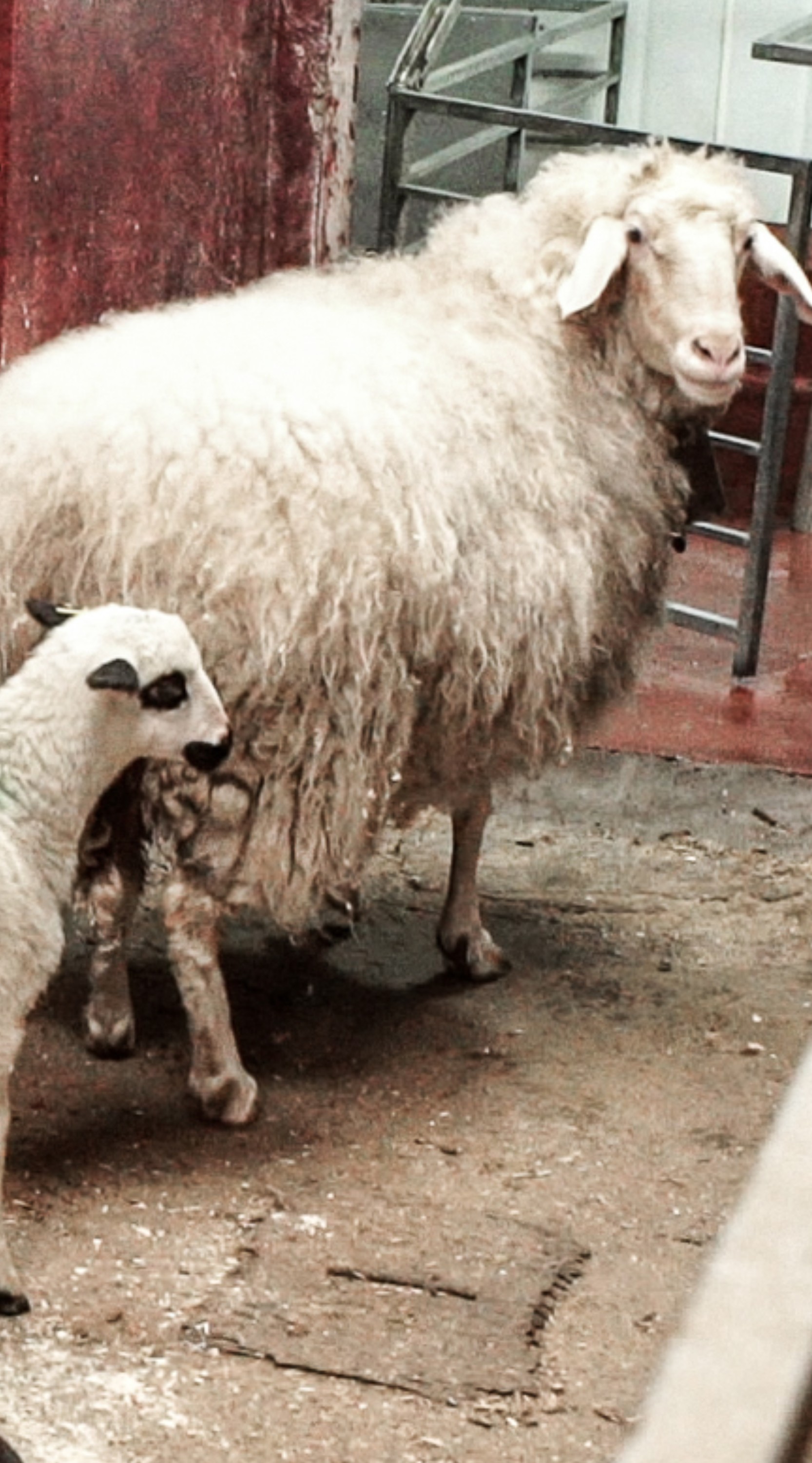 "Oveja guía" llevando a los corderos al área de matanza.
