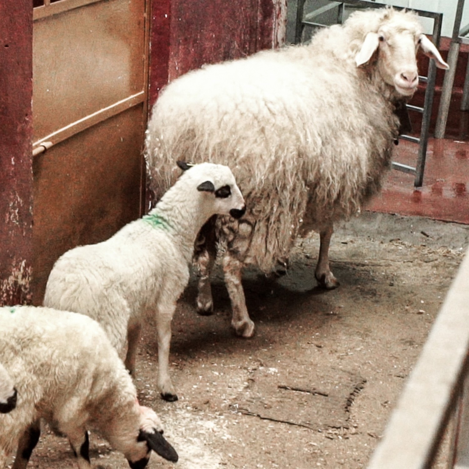 "Oveja guía" llevando a los corderos al área de matanza.