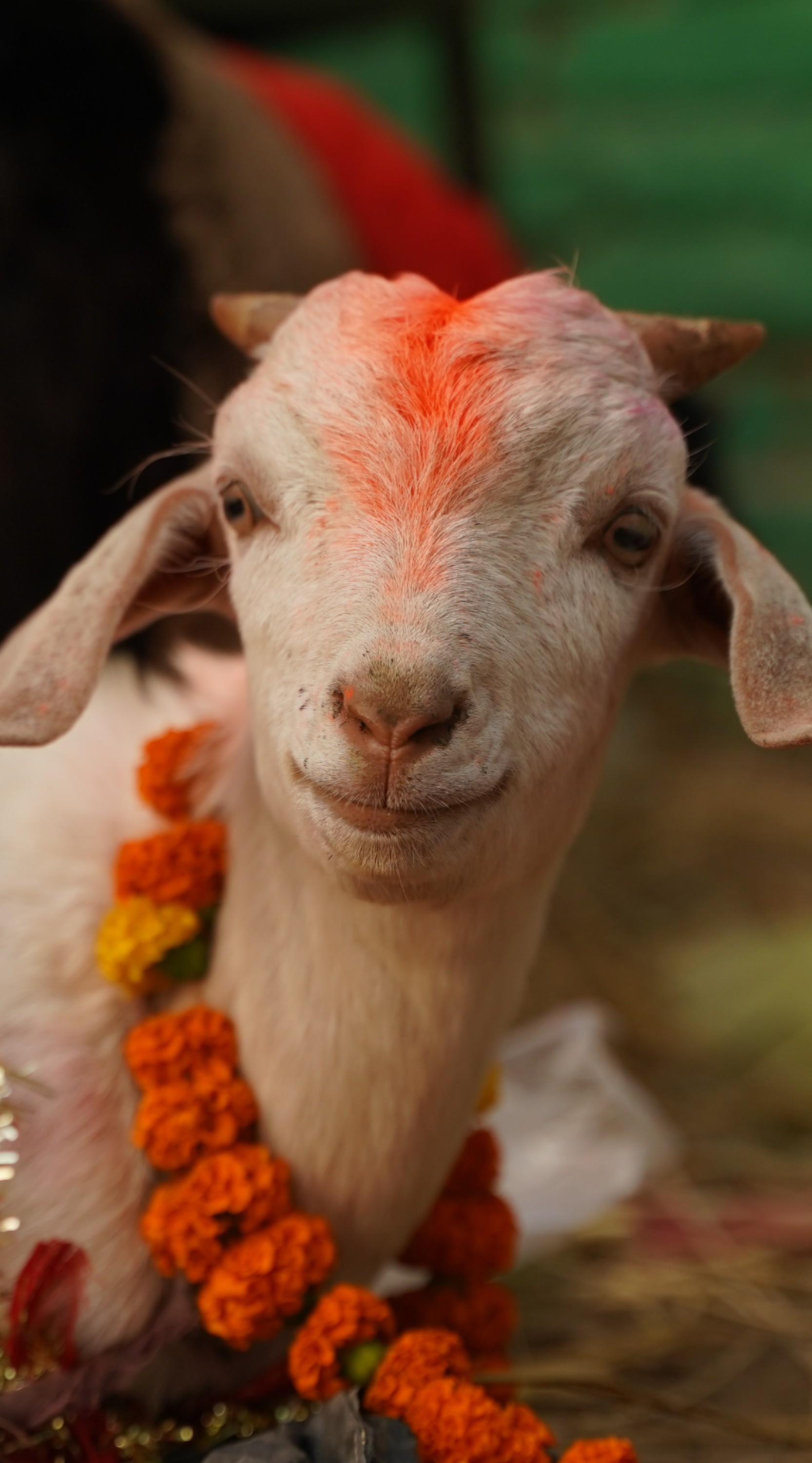 Cabra para sacrificio en el Festival de Gadhimai